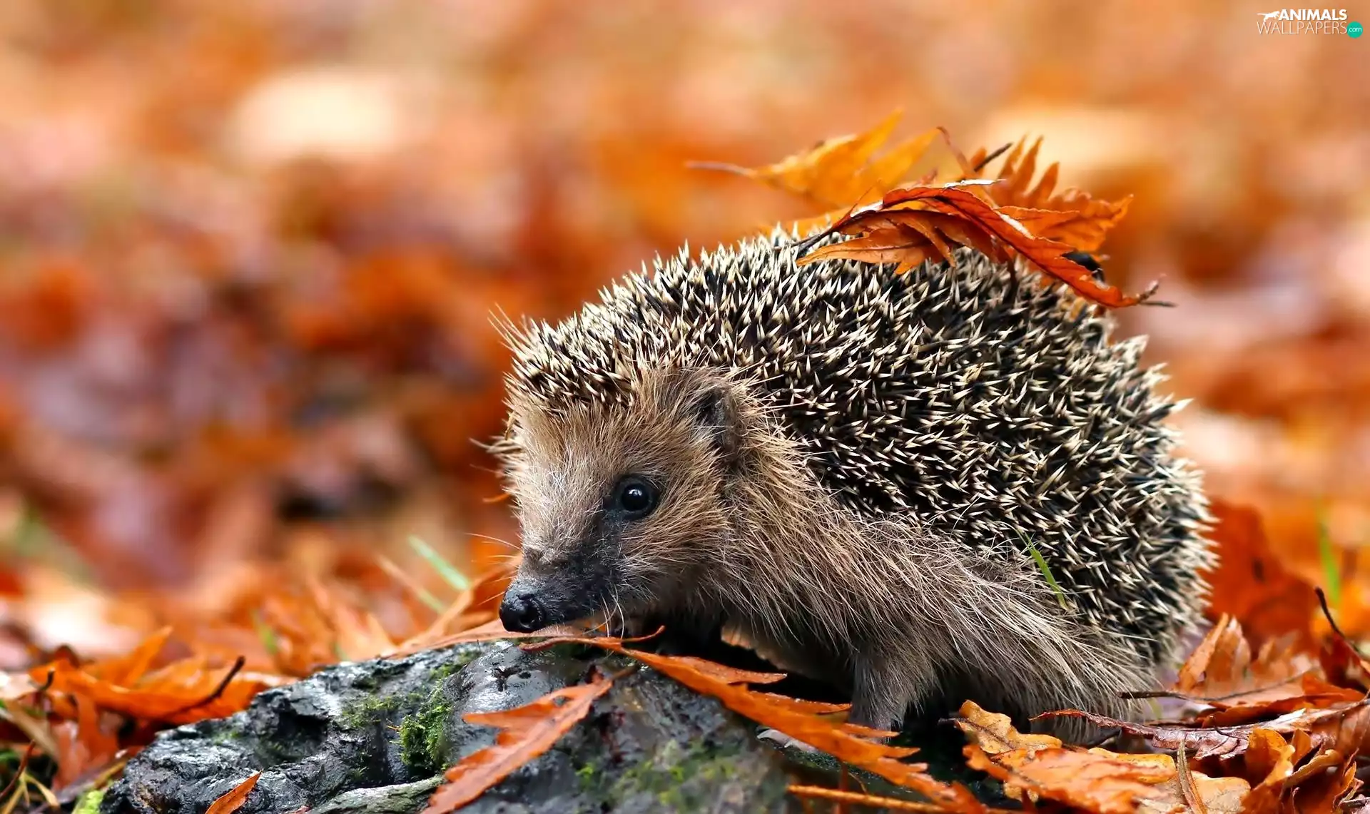 Leaf, hedgehog, Autumn