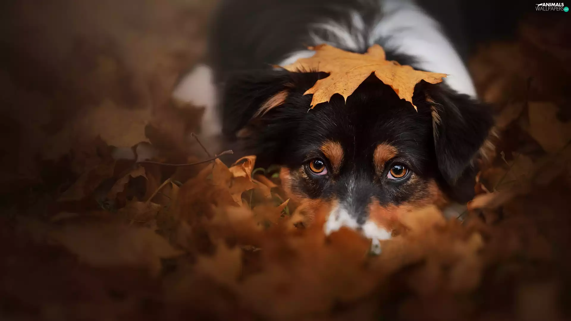 dog, Leaf, autumn, Australian Shepherd