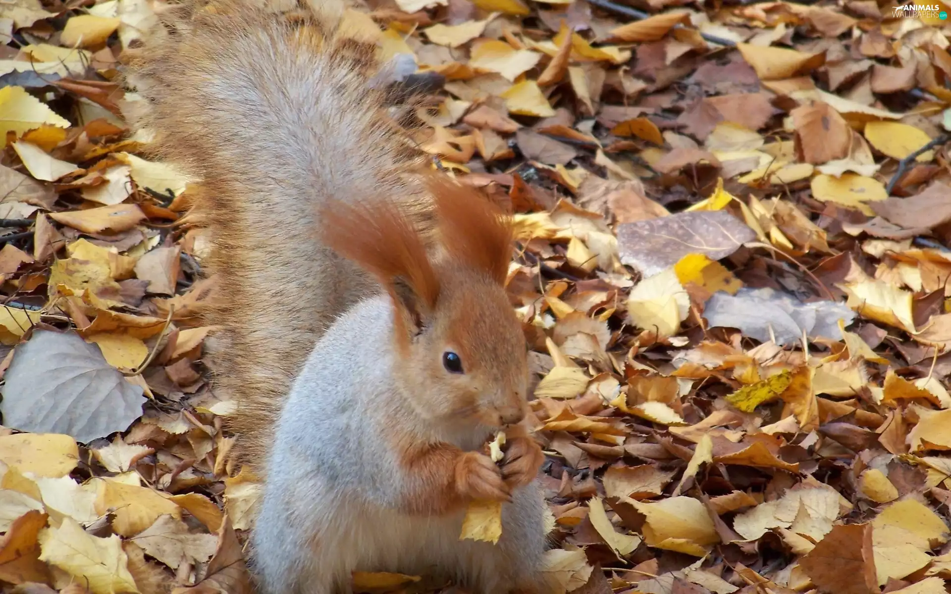 Leaf, squirrel, autumn