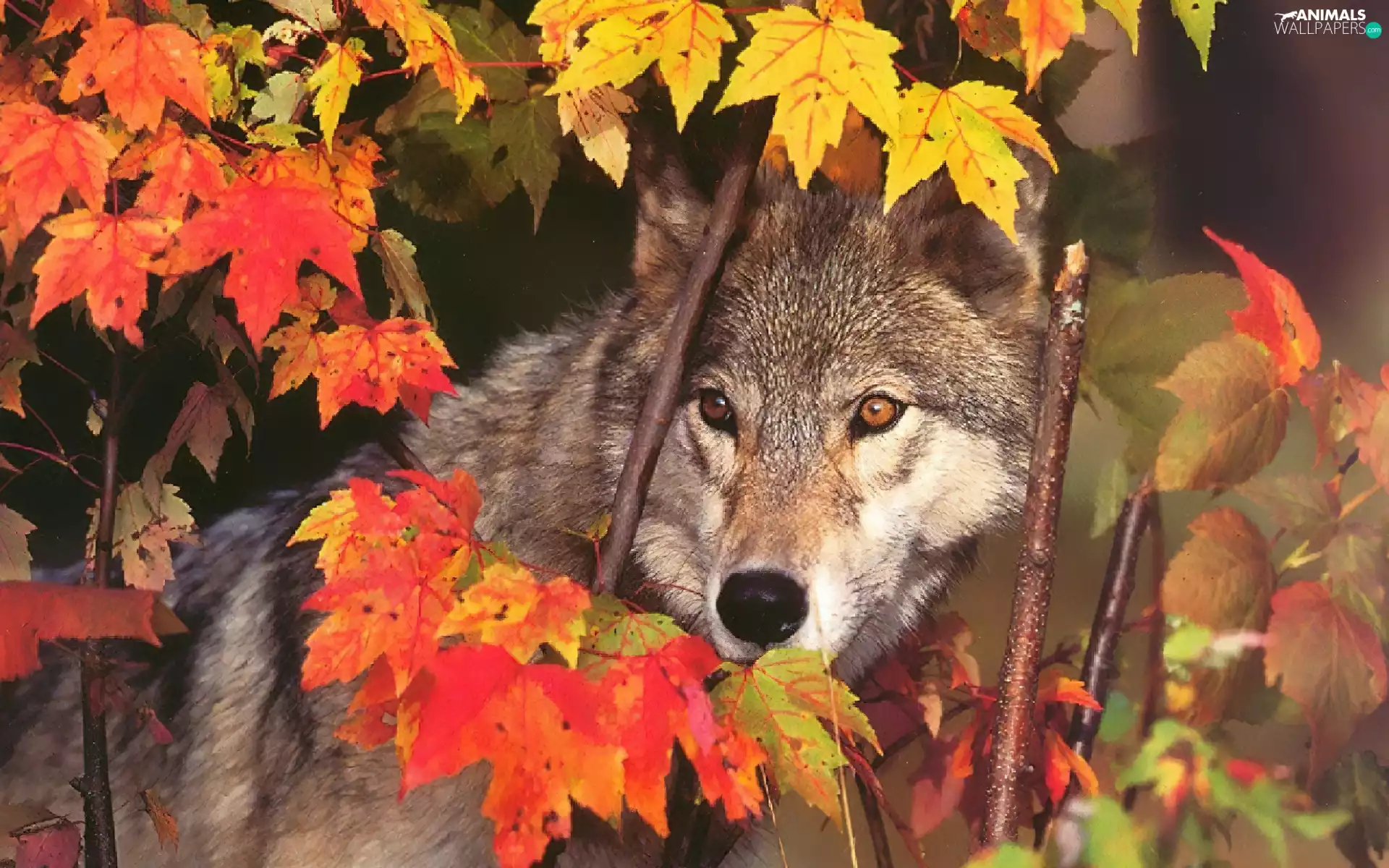 Leaf, Wolf, autumn
