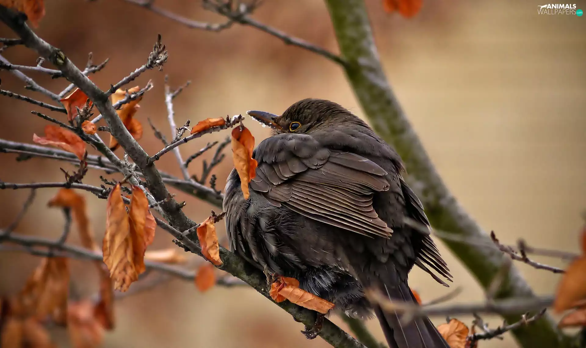 trees, Bird, Yellow, Leaf, branches, autumn