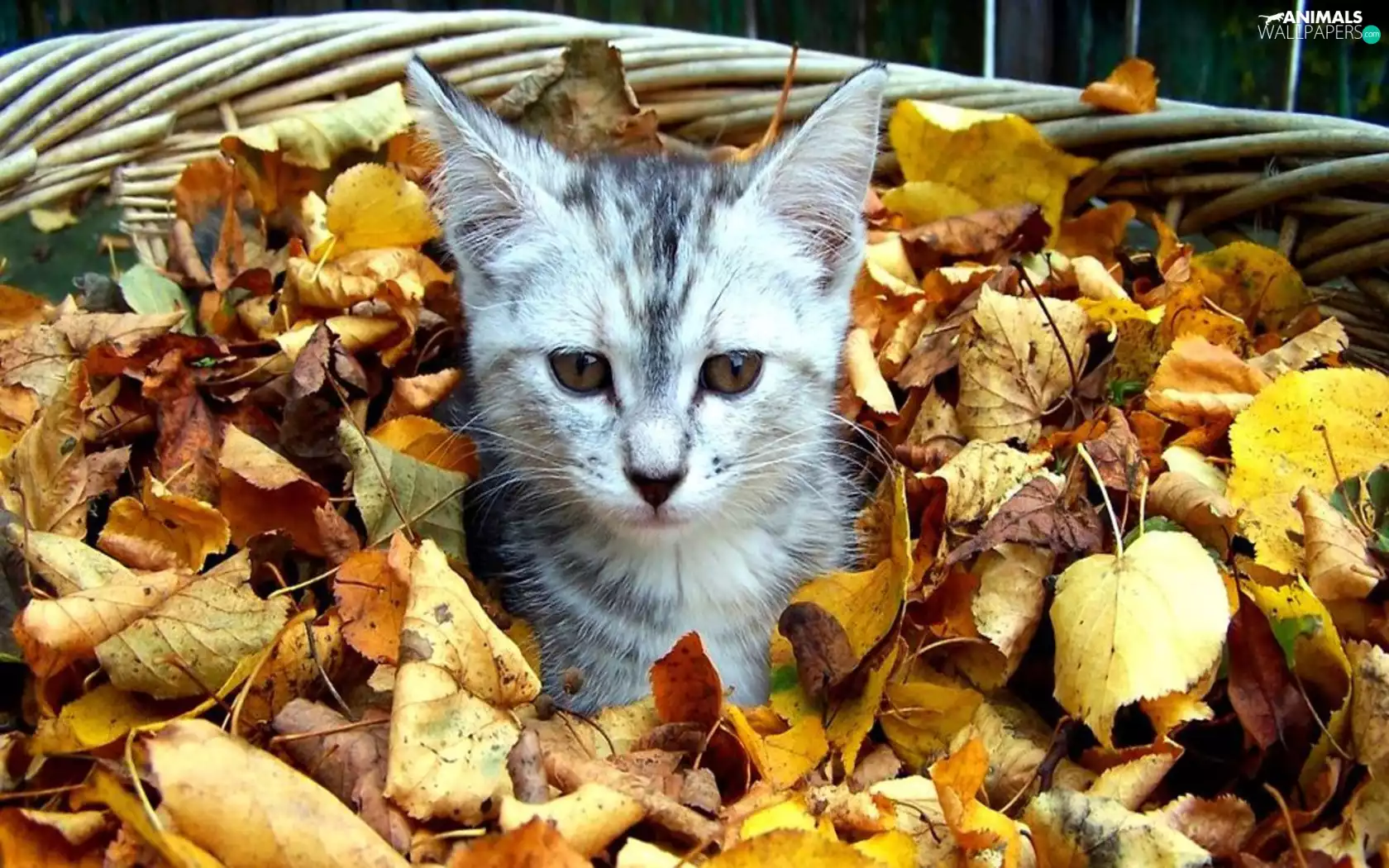 Leaf, cat, basket