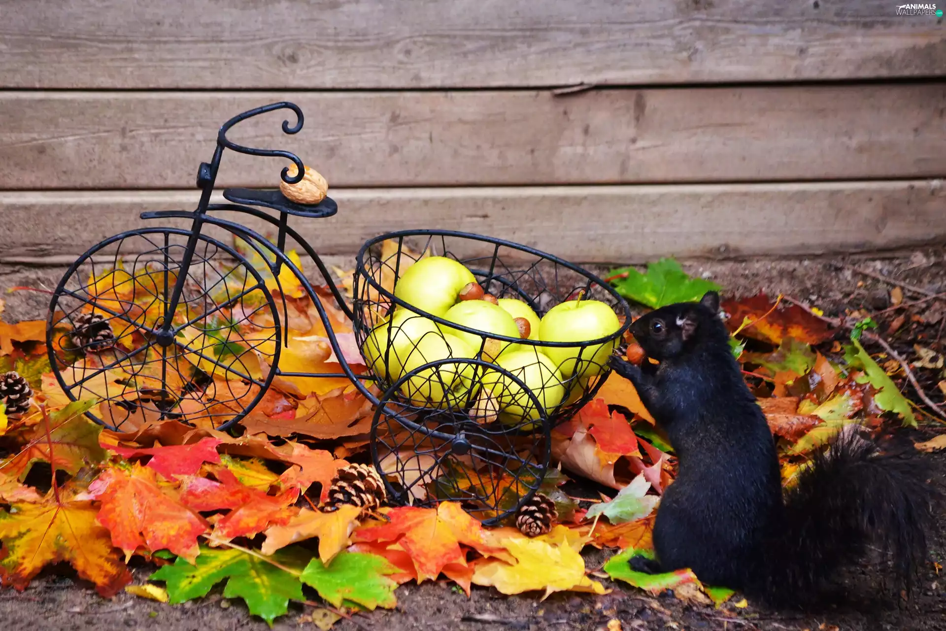 apples, squirrel, Autumn, Leaf, nuts, Bicycle