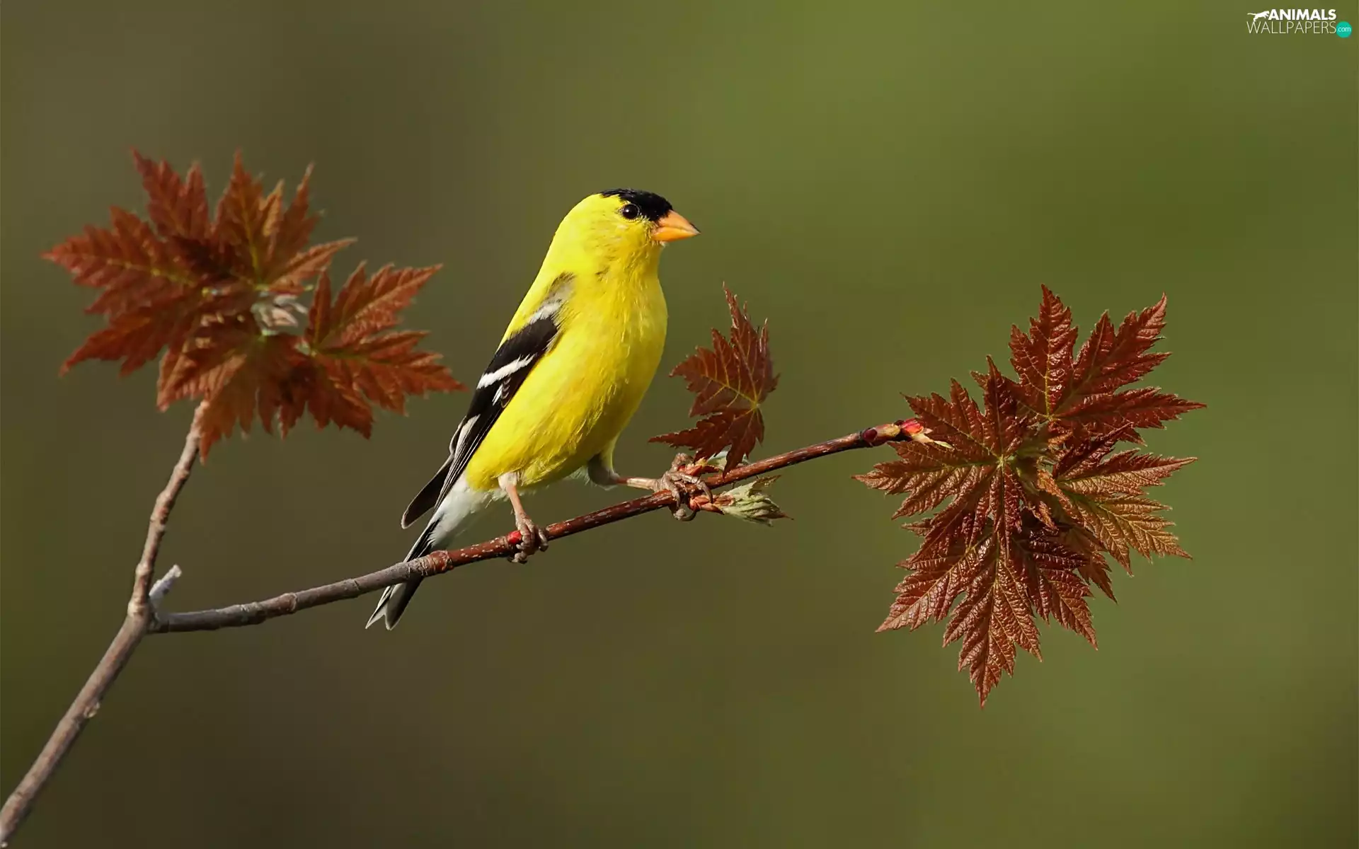 Brown, Leaf, birdies, twig, Yellow