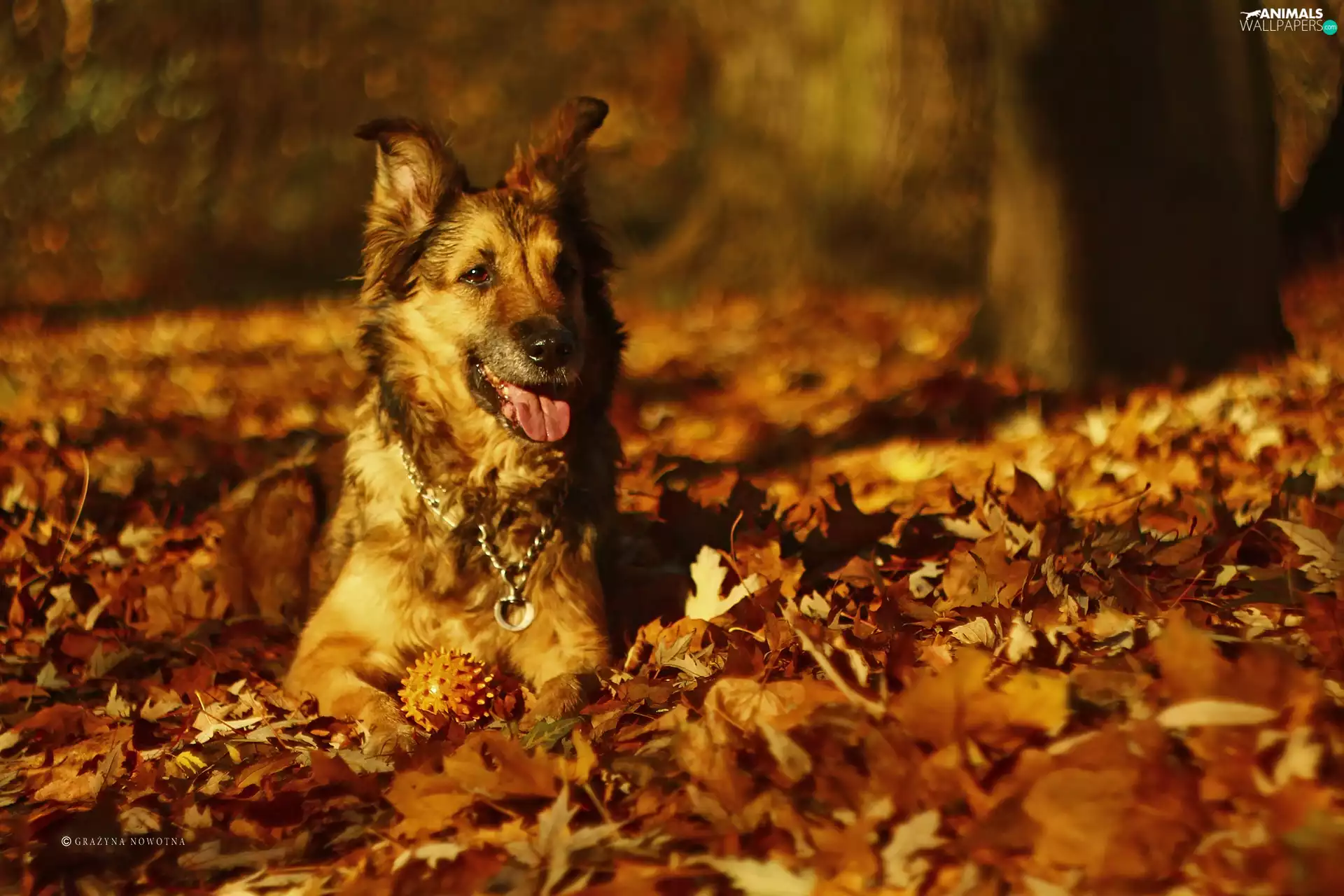 autumn, Leaf, bitch, Shila, dog