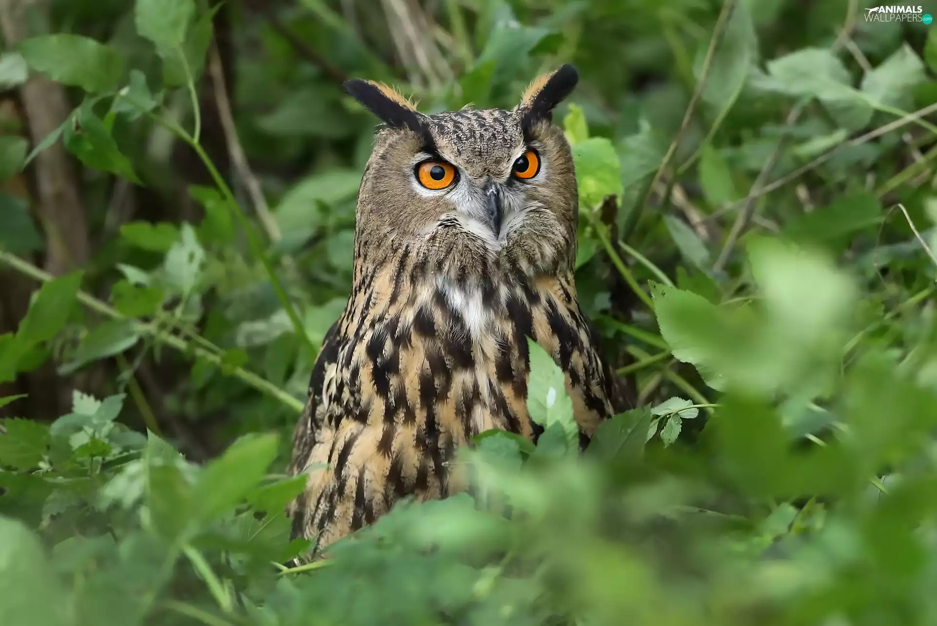 owl, Leaf, blur, eagle-owl