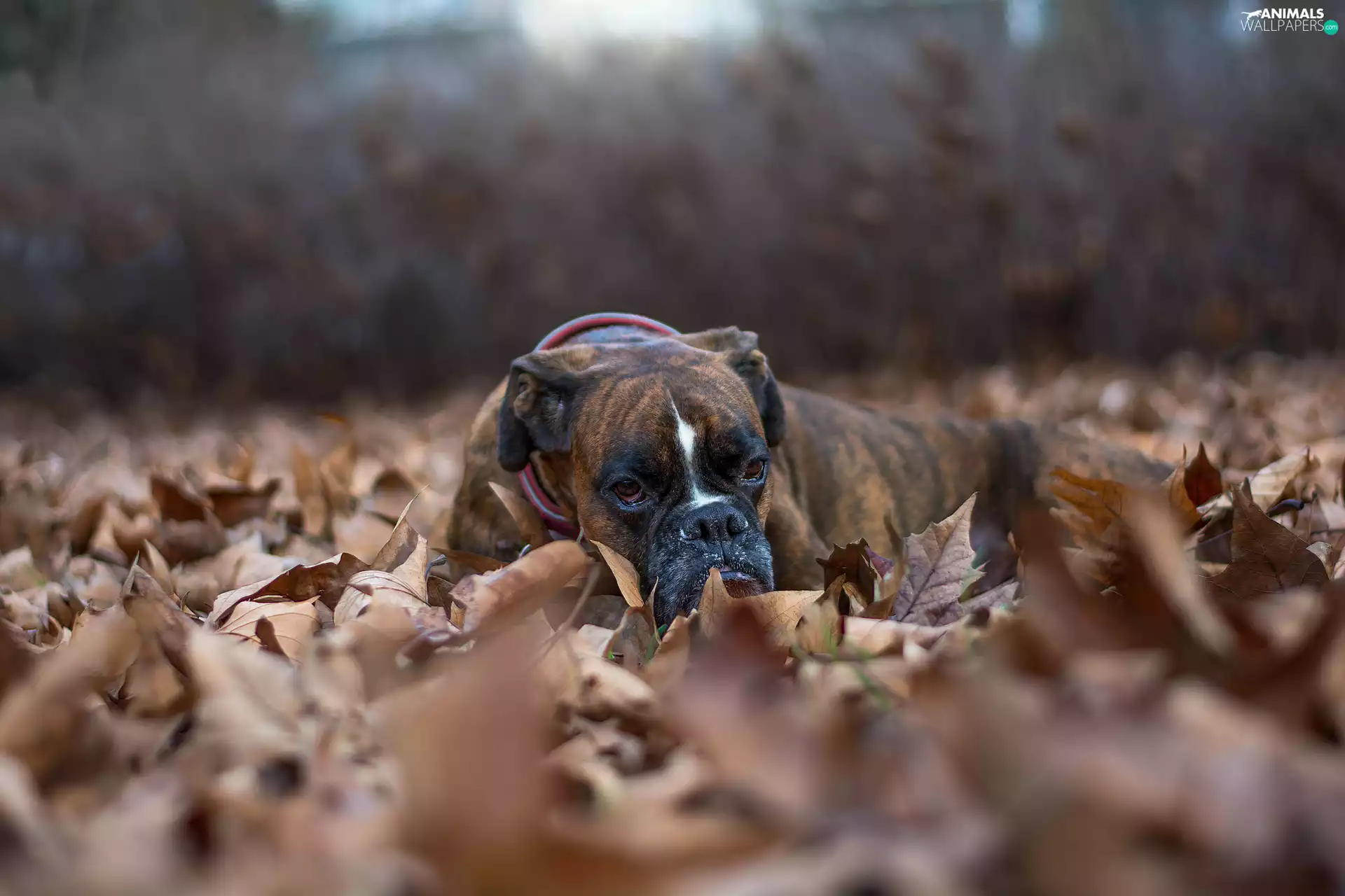 Leaf, dog, boxer