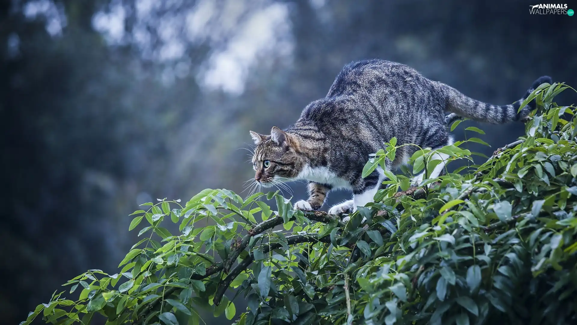 Leaf, cat, branch