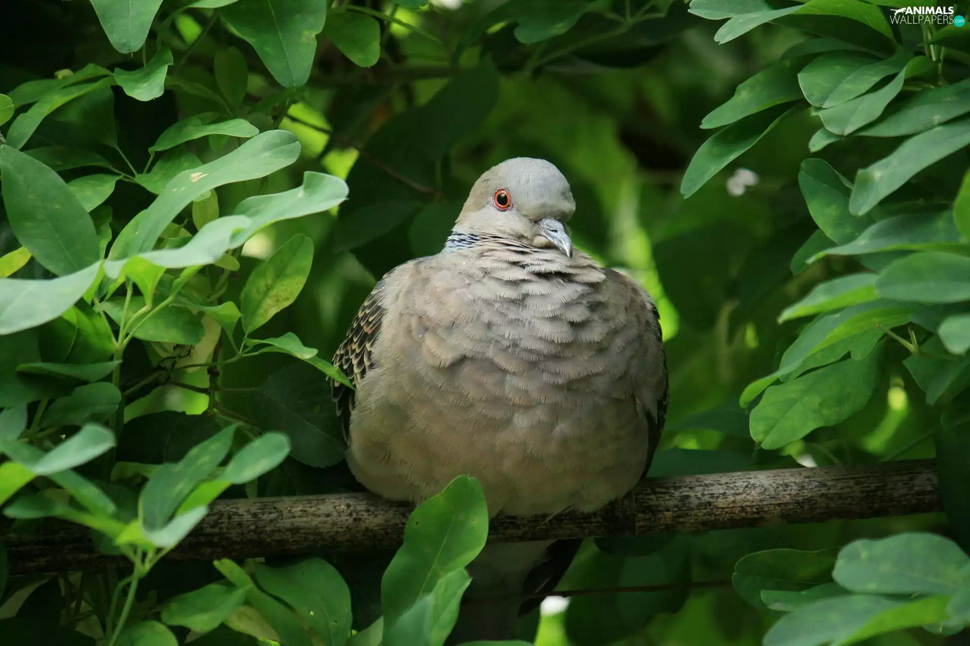 Leaf, pigeon, branch