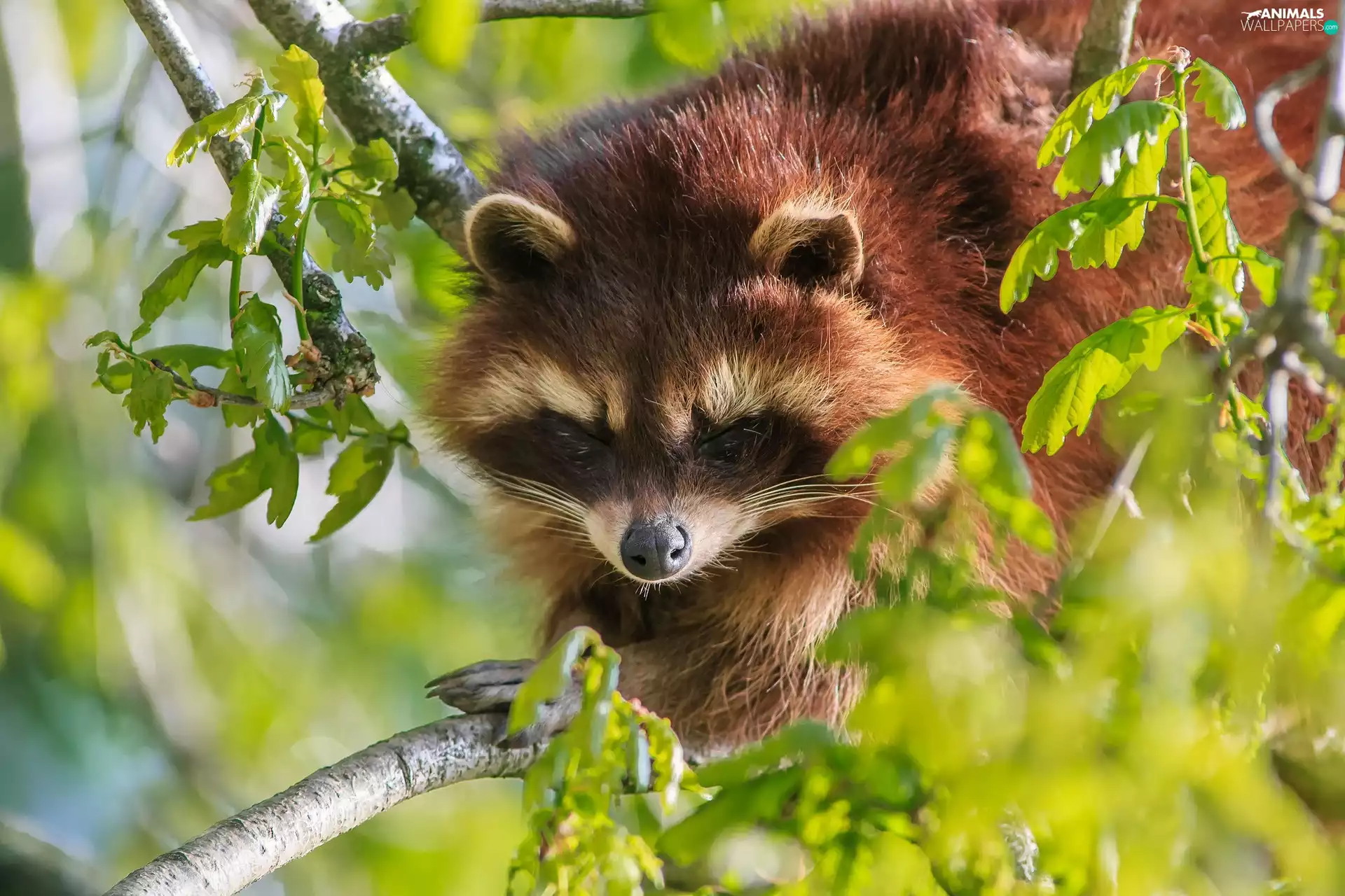 branch pics, raccoon, Leaf