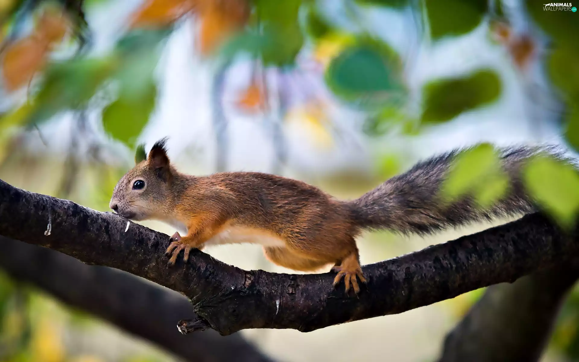 Leaf, squirrel, branches