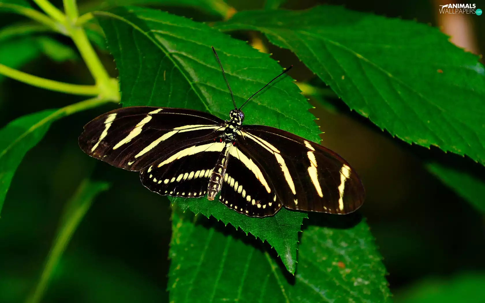 Leaf, Beatyfull, butterfly