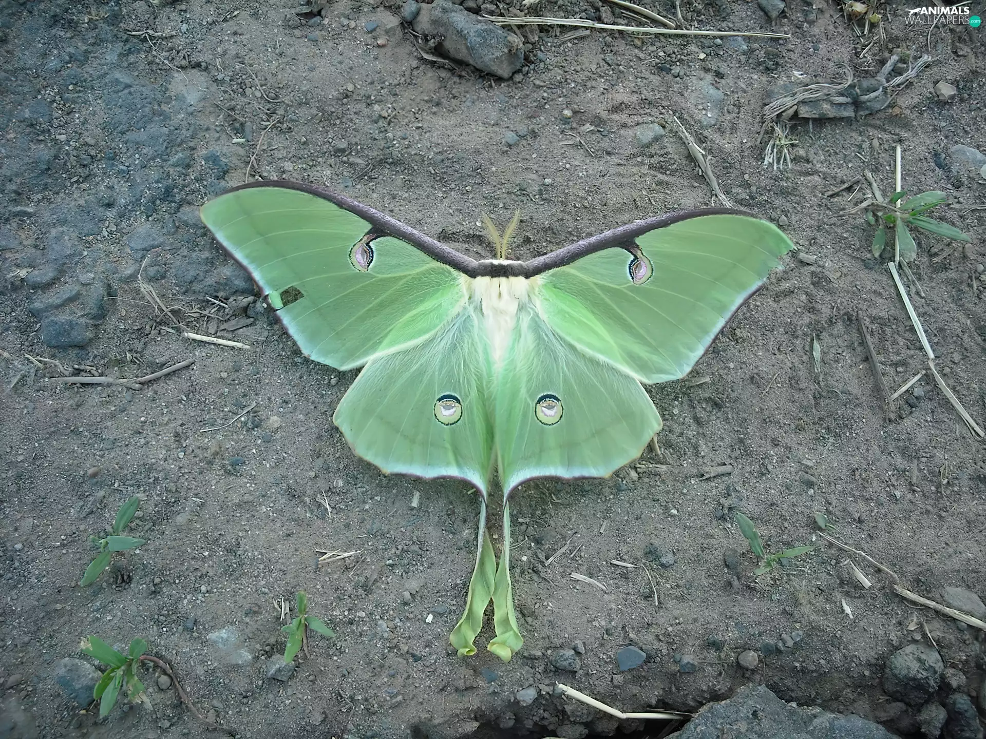 leaf, Green, butterfly