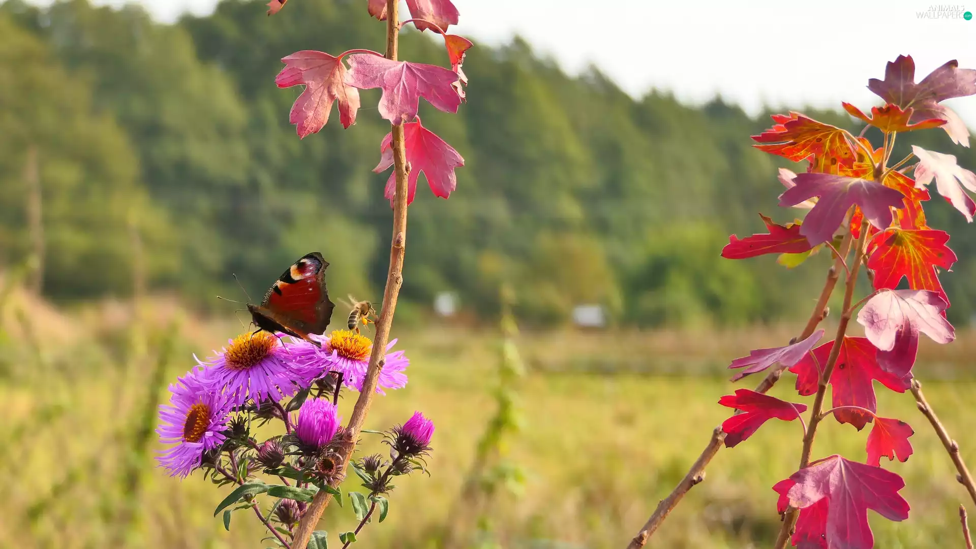 Flowers, Leaf, butterfly, bee, Peacock
