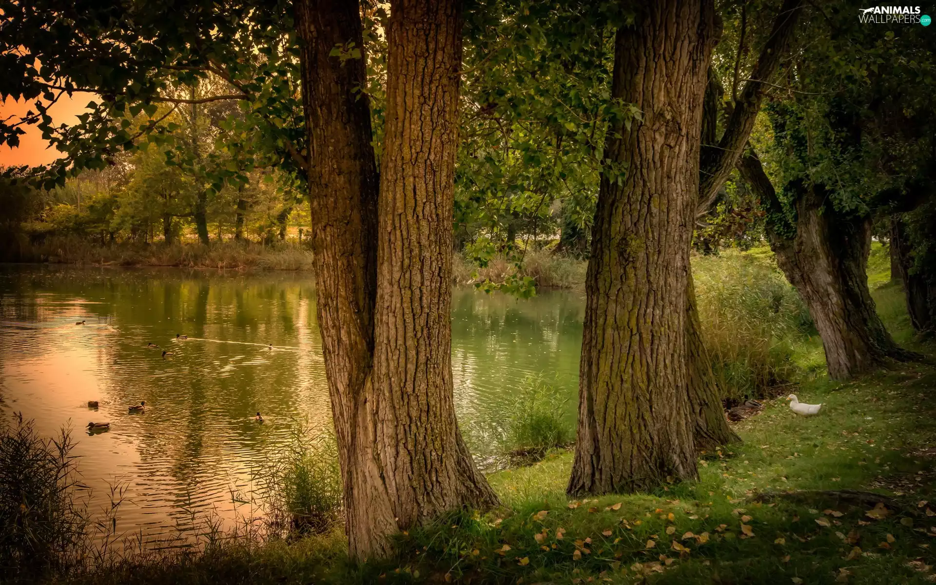 trees, Pond - car, Leaf, autumn, viewes, ducks