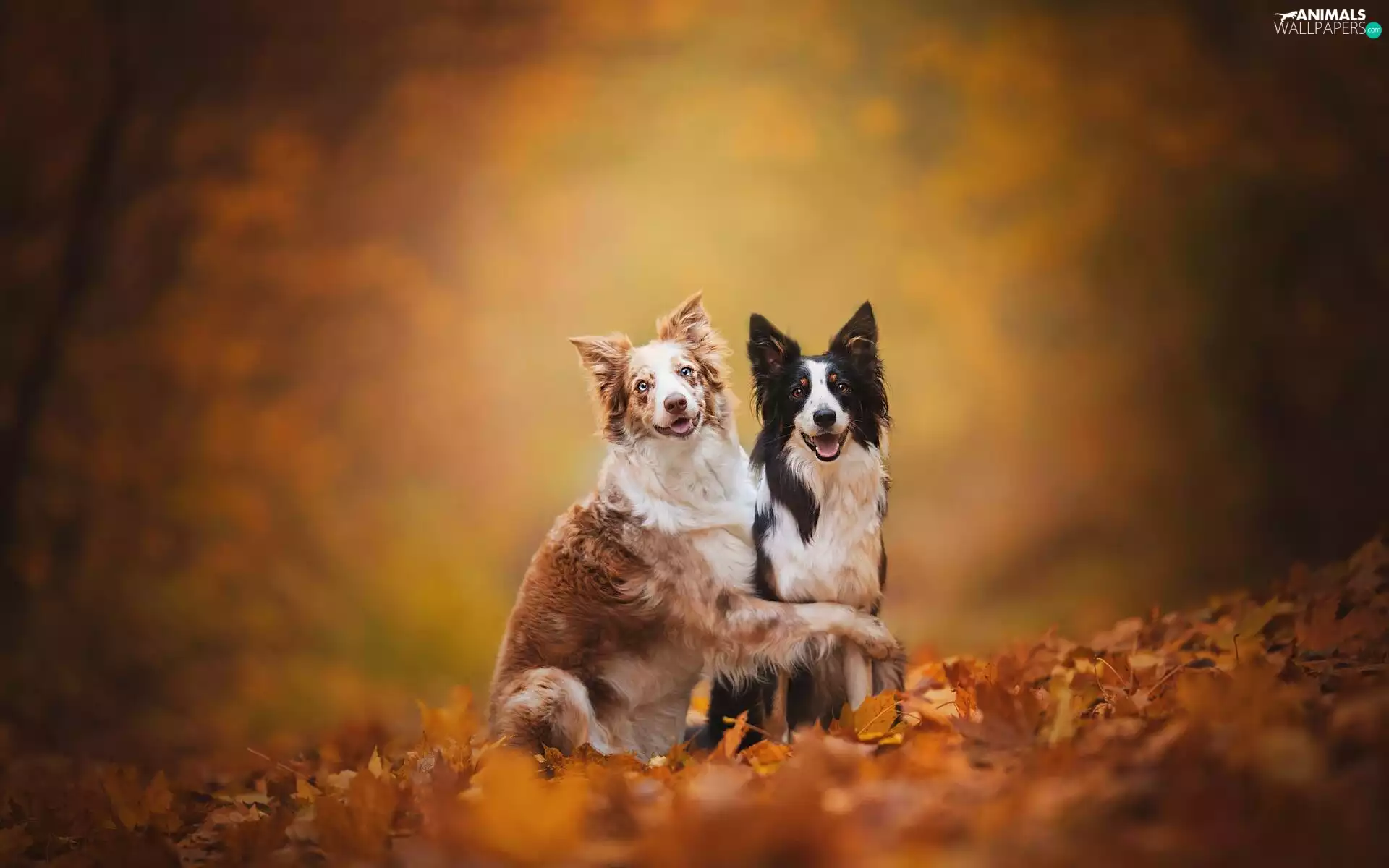 Dogs, Border Collie, Leaf, Two cars