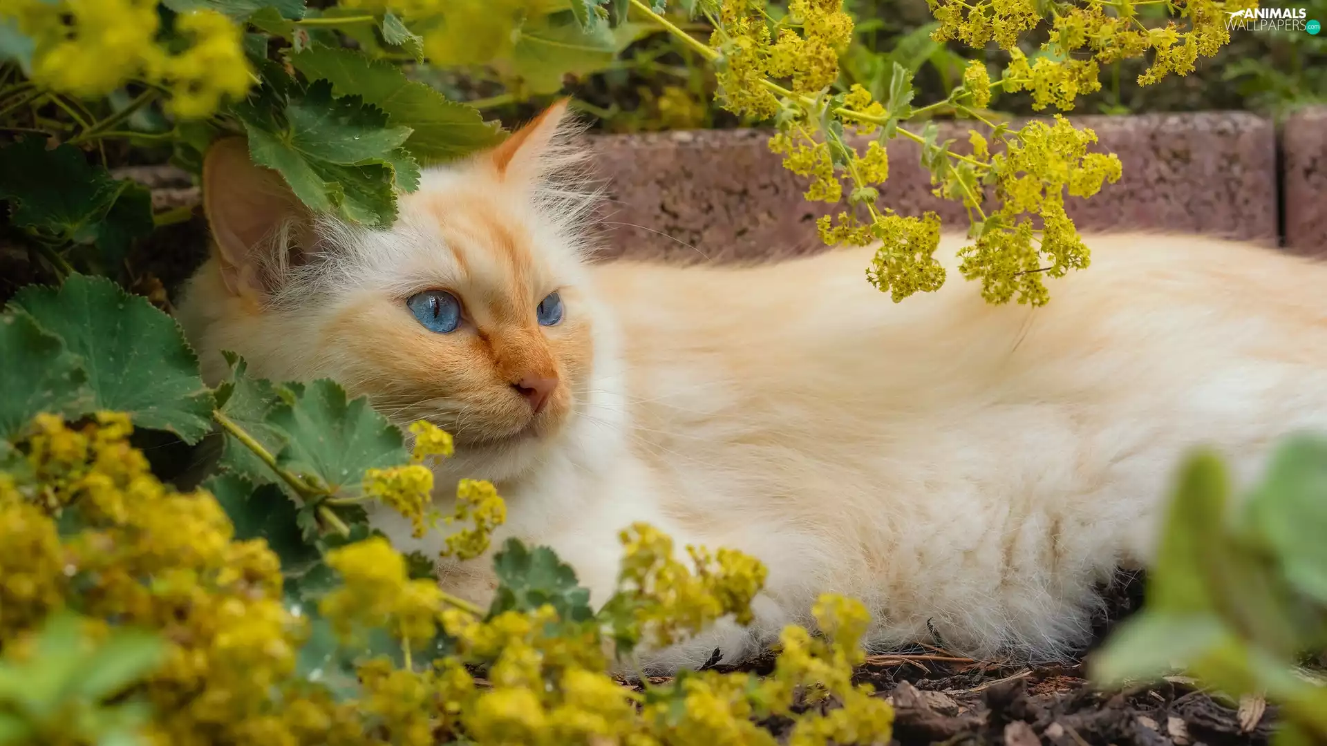 Twigs, Leaf, cat, Bush, Reddish