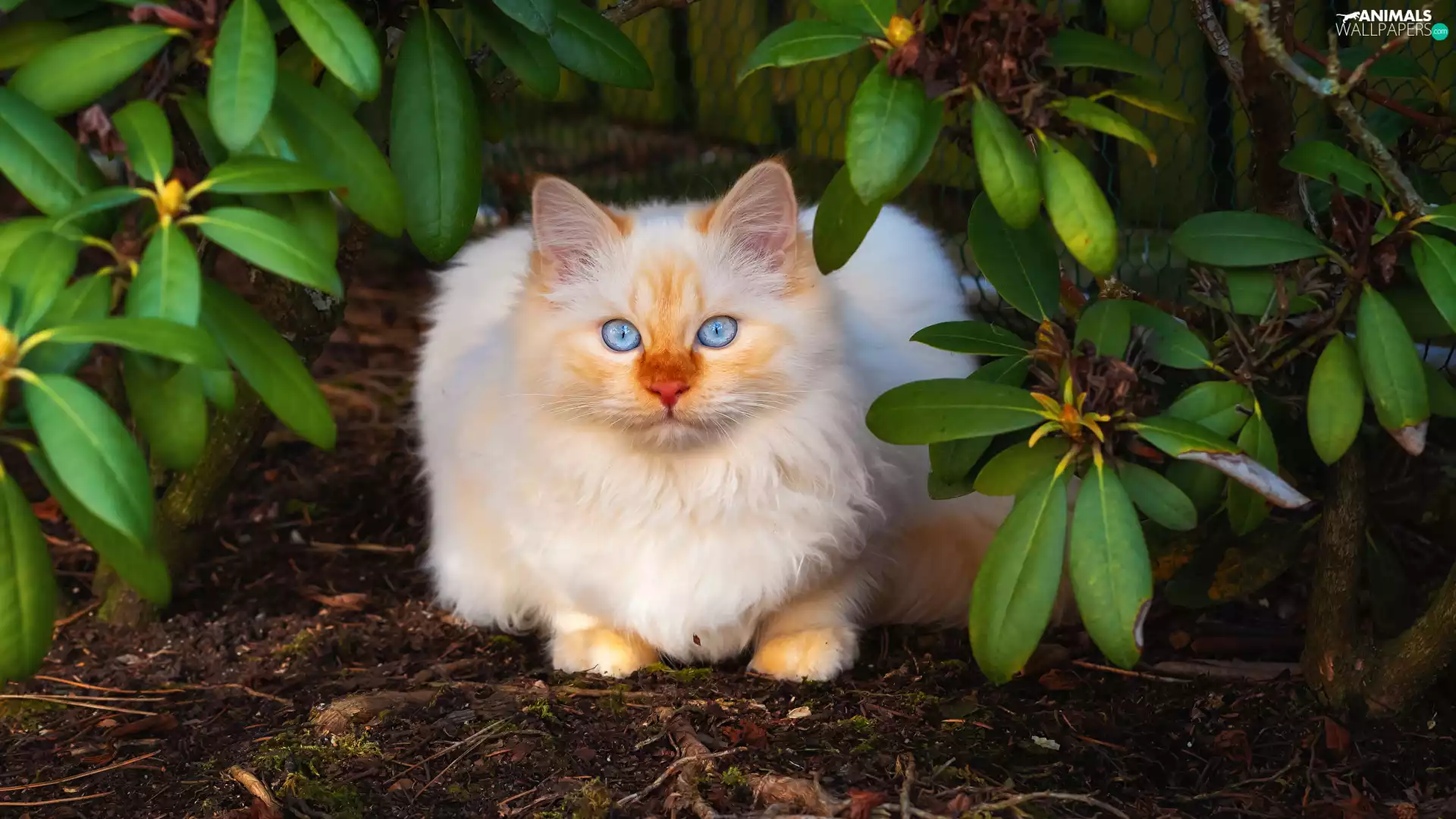 Eyes, Leaf, cat, Blue, White