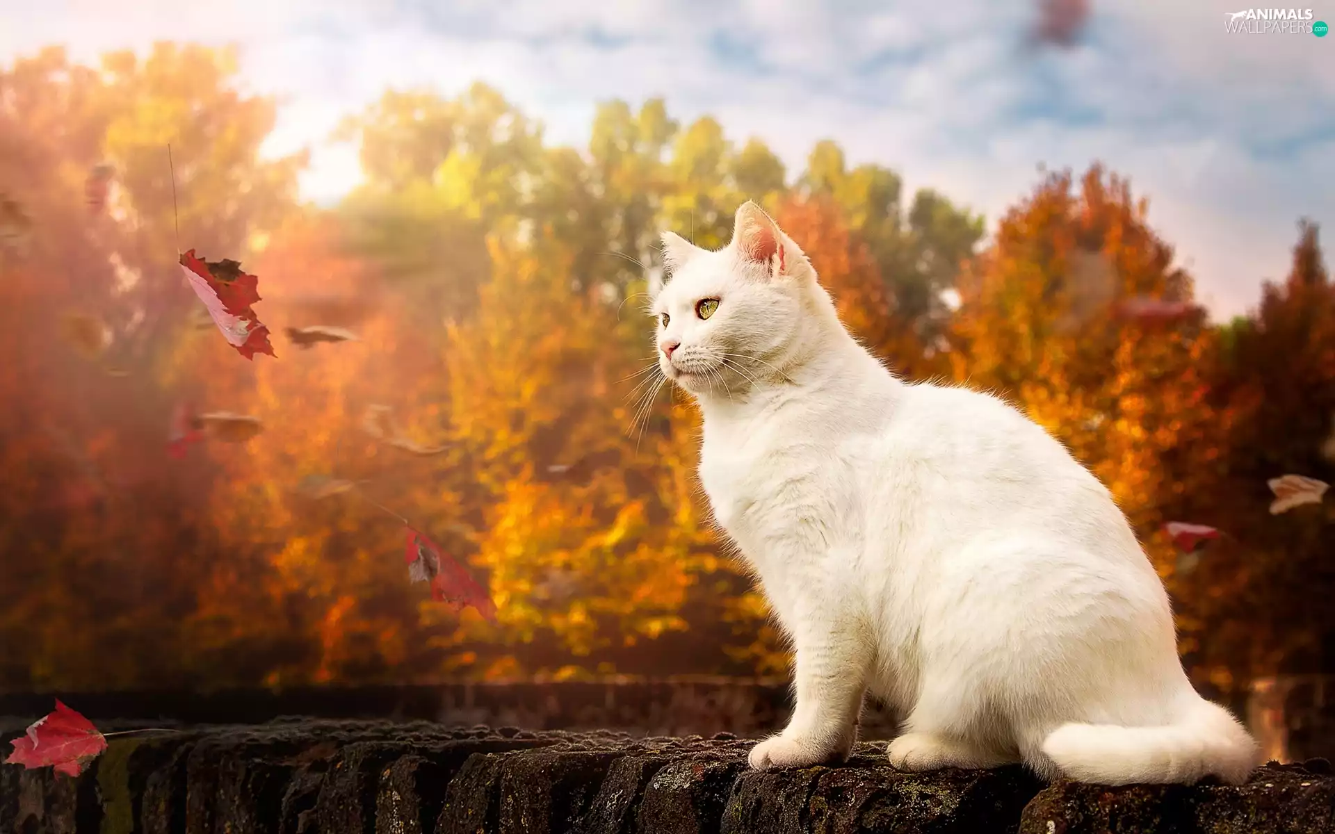 Leaf, White, cat