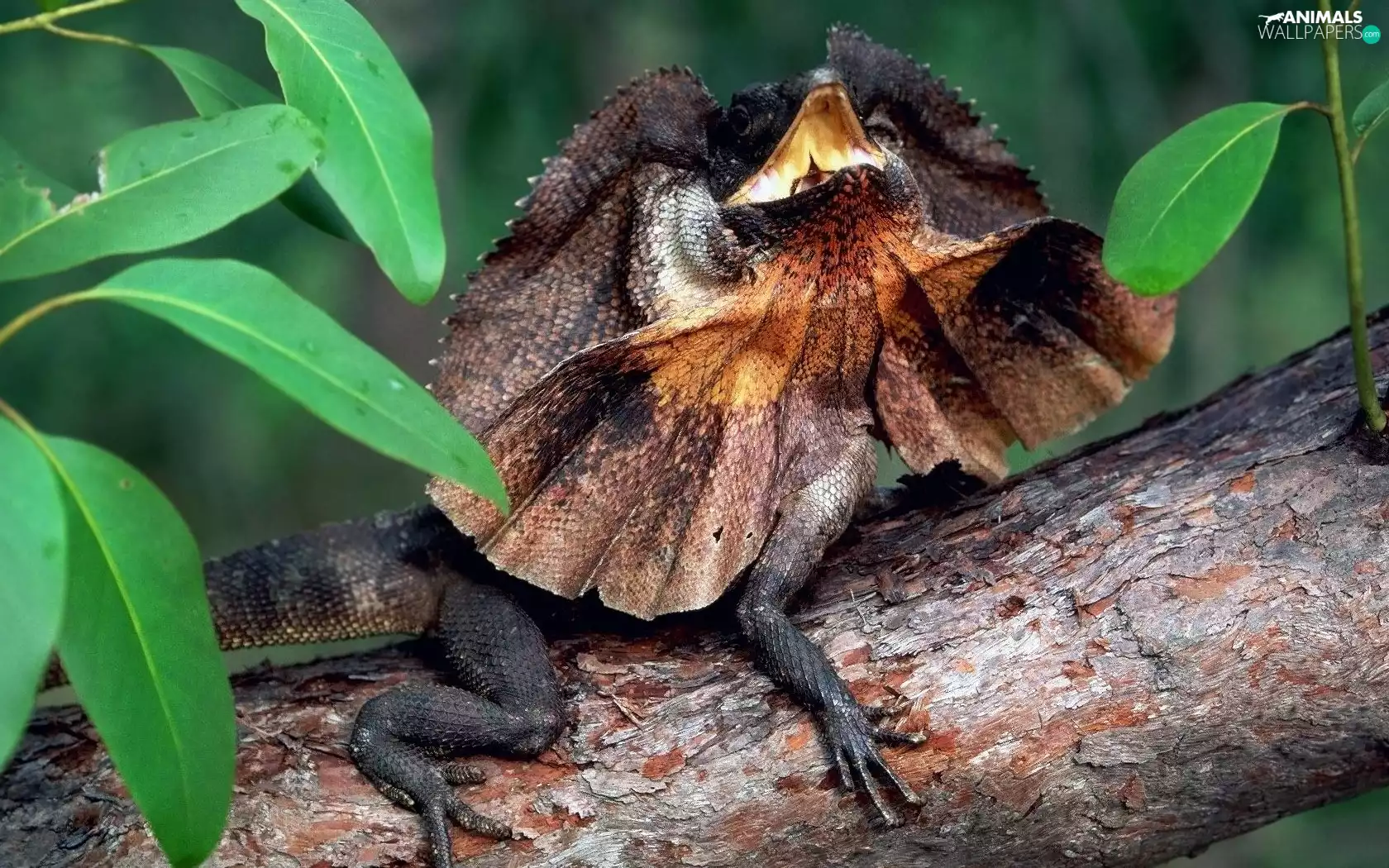 trees, Leaf, Collared, lizard, Agama