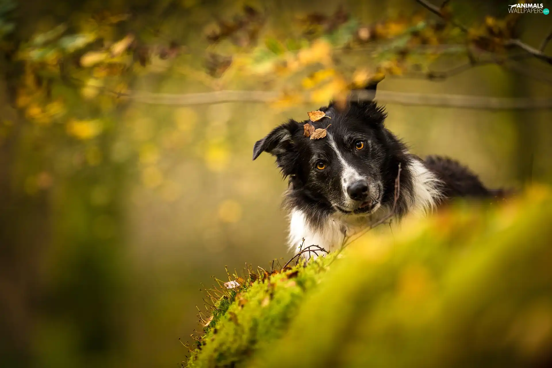 dog, Border Collie, Leaf, black and white