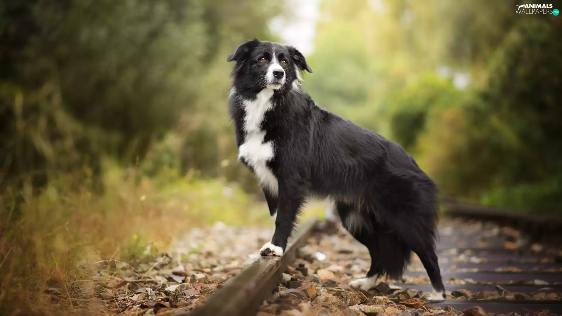 Leaf, Border Collie, ##