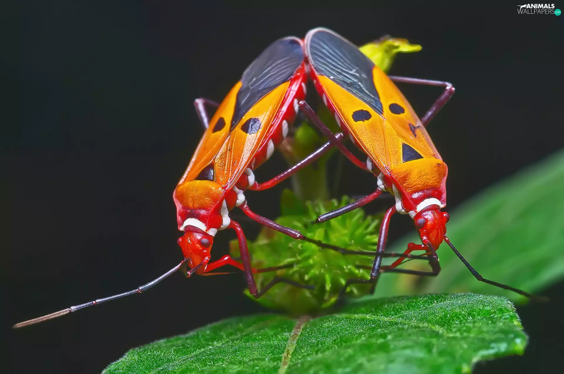 leaf, insects, colors