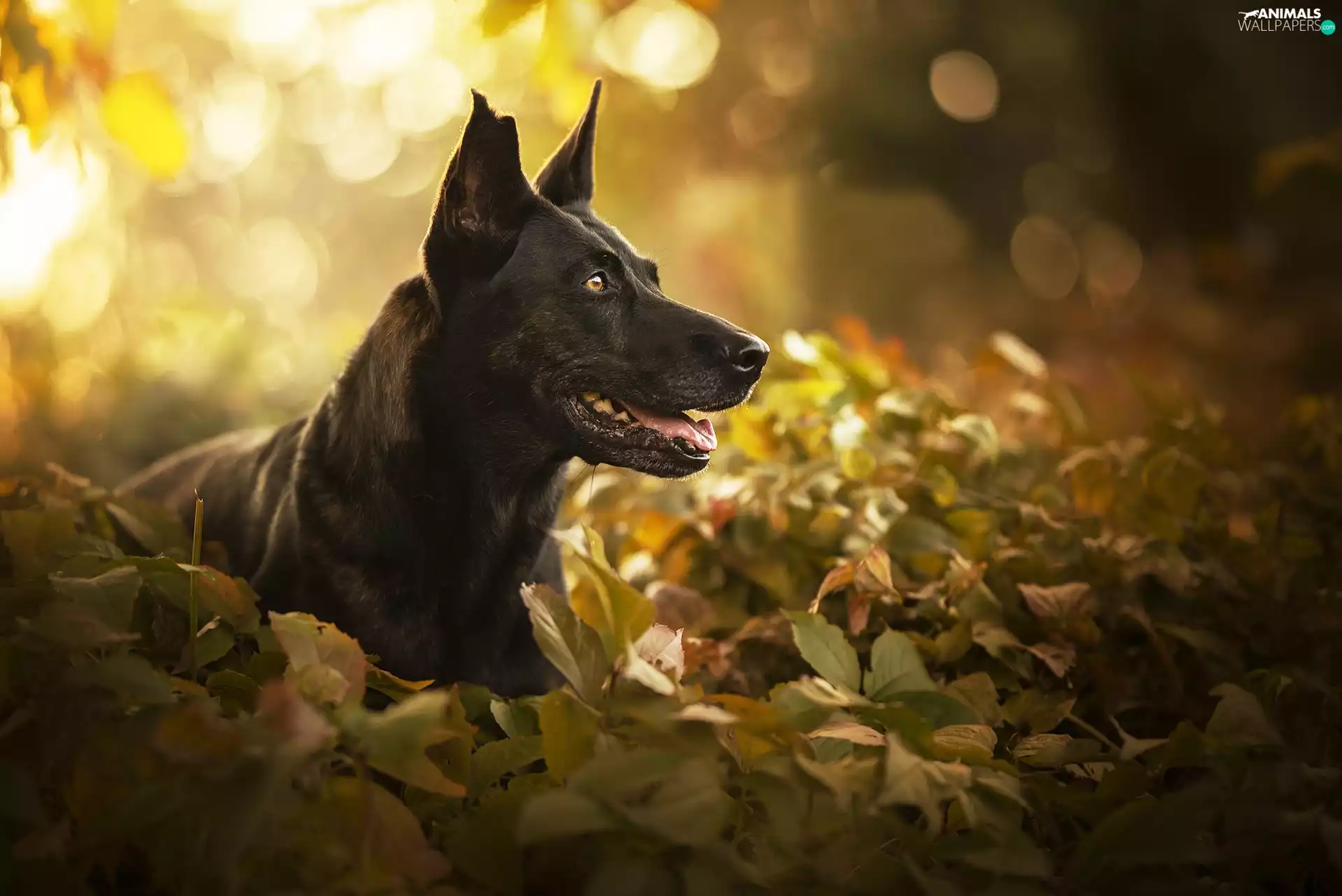 Leaf, Black, dog