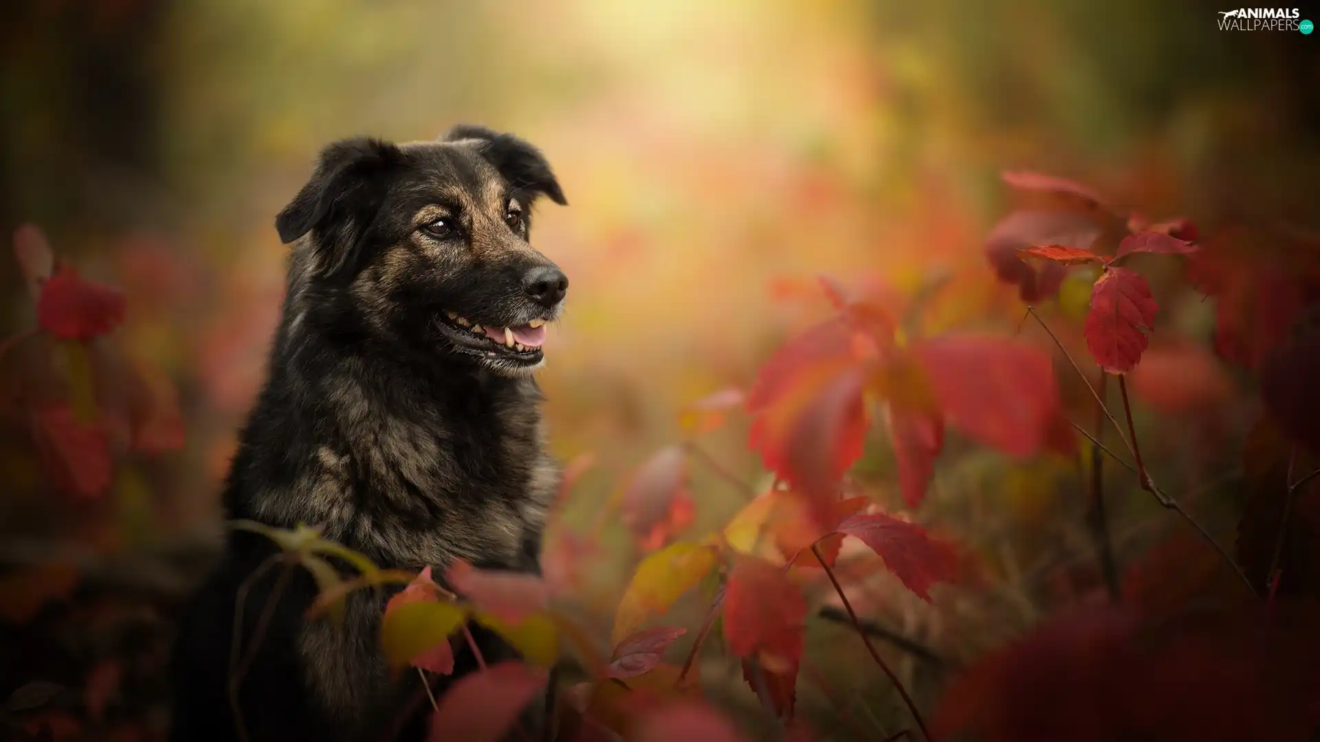 dog, Plants, Leaf, muzzle