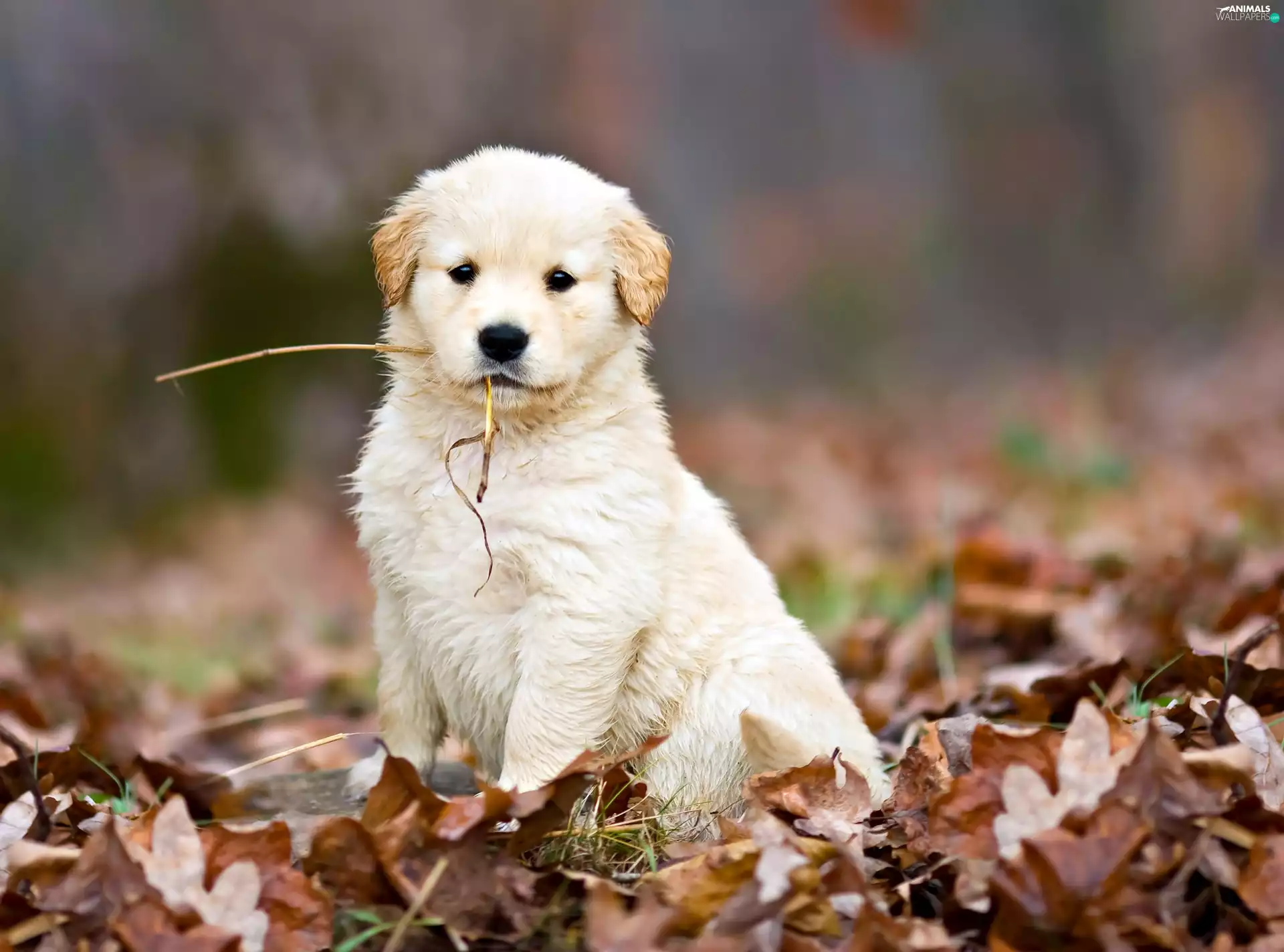 Leaf, White, doggy