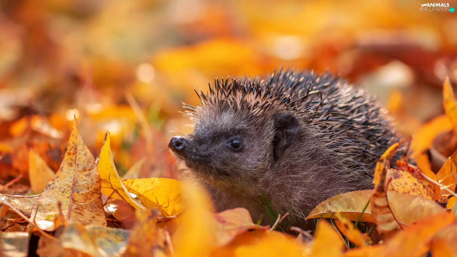Leaf, hedgehog, fallen