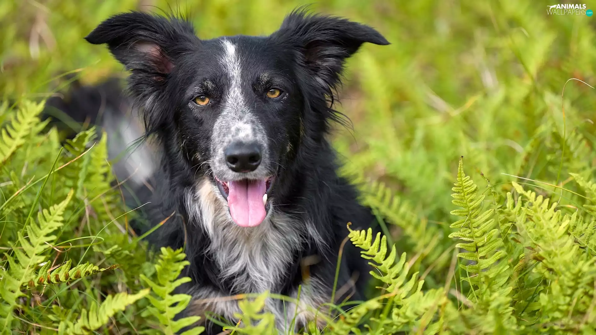 dog, Leaf, Fern, Border Collie