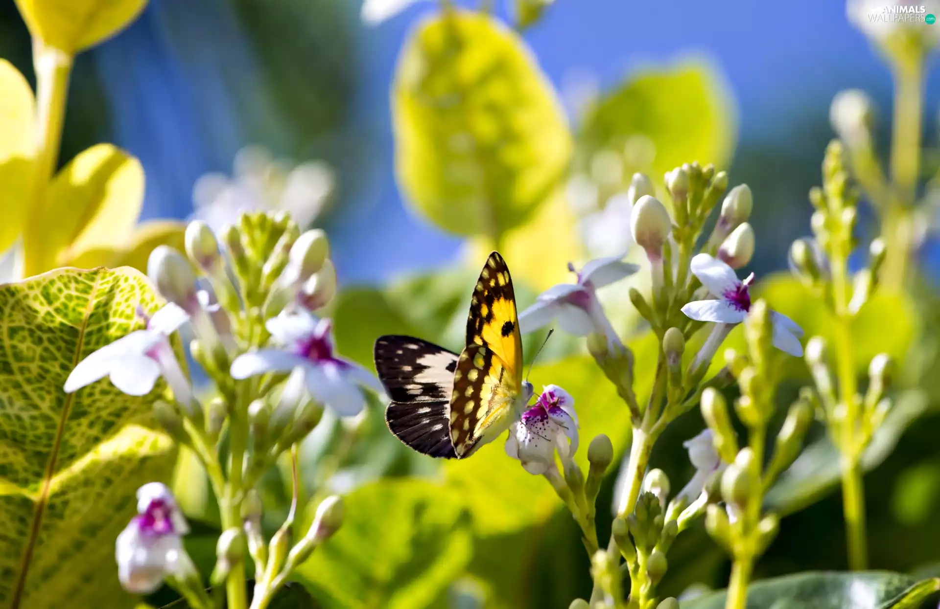 ligh, Flowers, flash, Leaf, butterfly, sun, luminosity