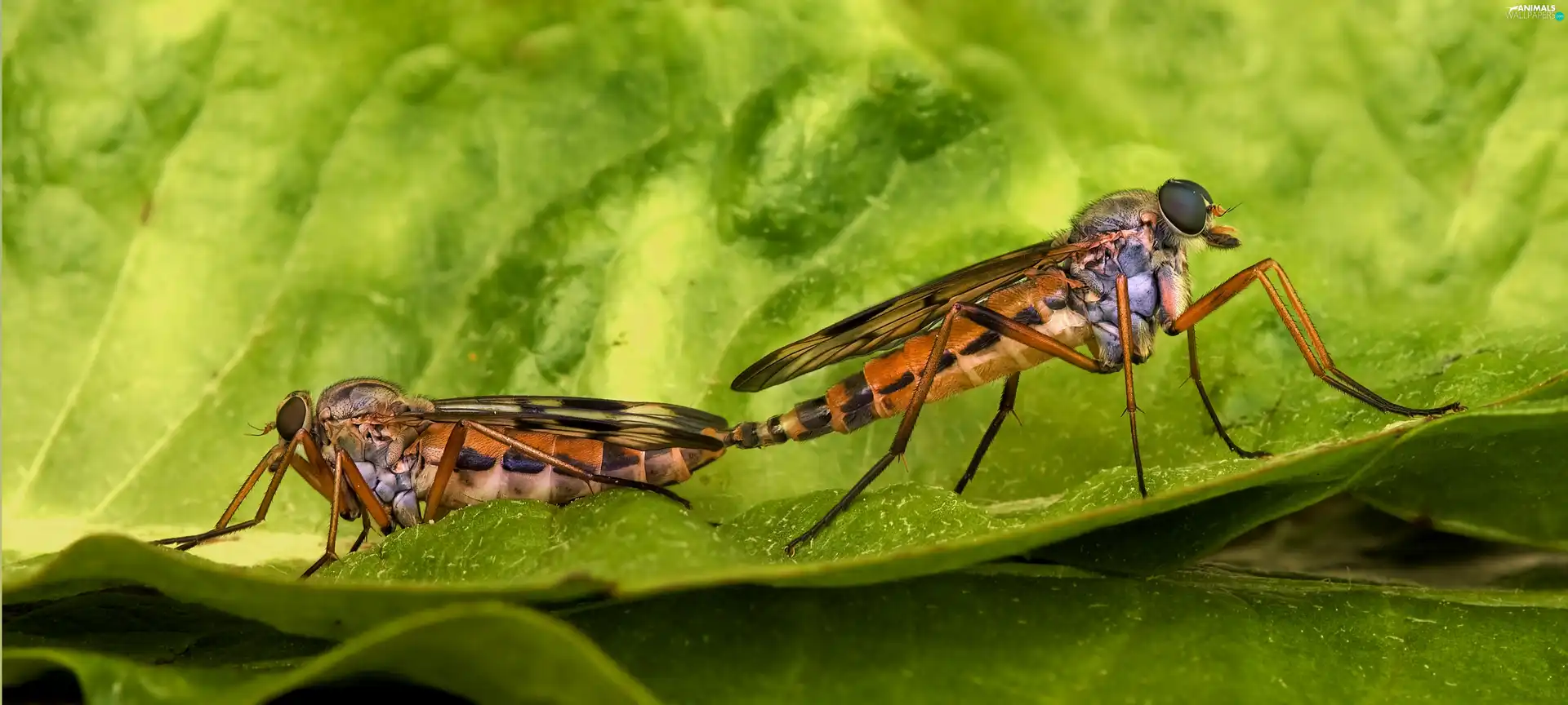 leaf, Two, Flies