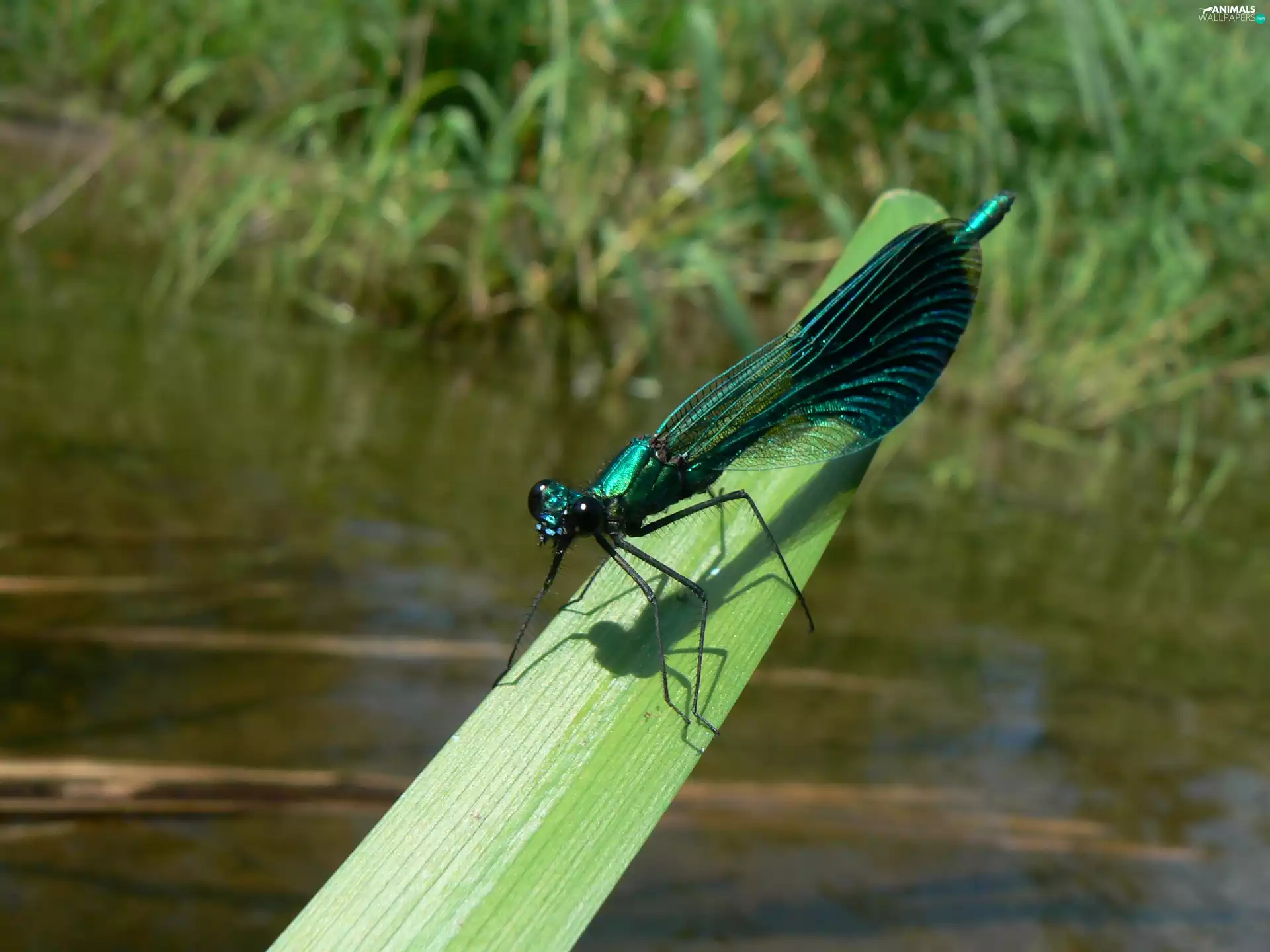Calopteryx virgo, water, leaf, dragon-fly