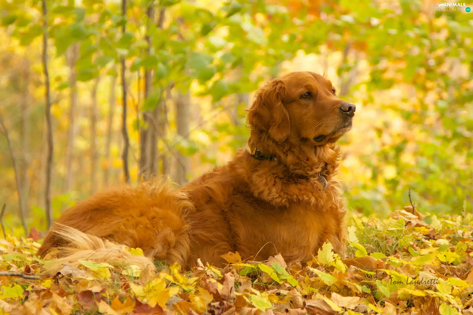 Leaf, dog, forest
