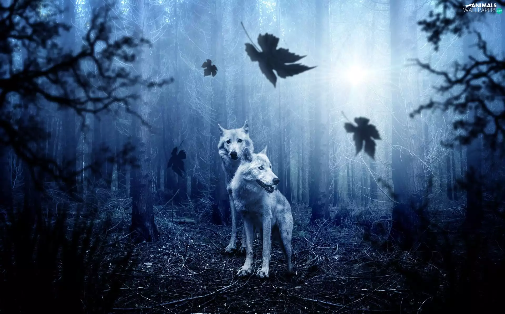 viewes, Leaf, forest, trees, wolves