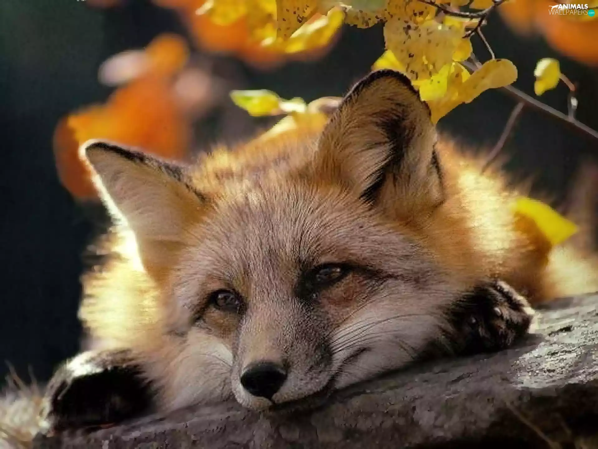 Leaf, thoughtful, fox