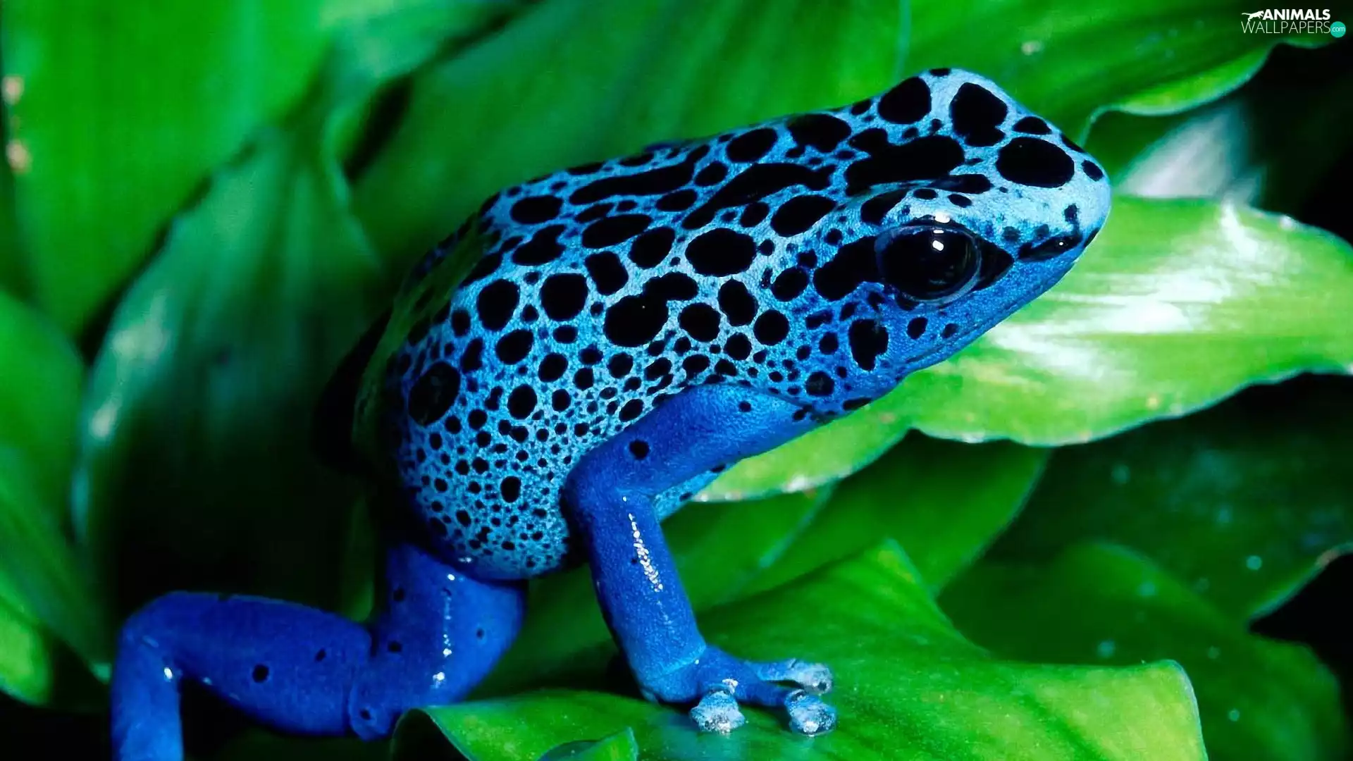 Leaf, Blue, frog