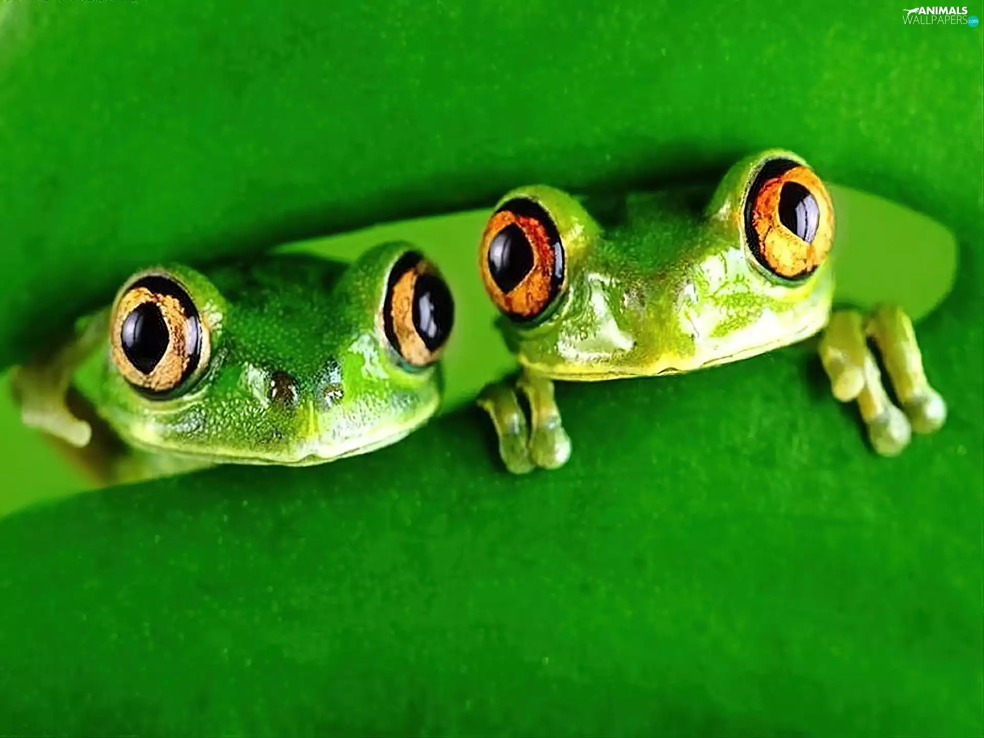 leaf, Two, frogs
