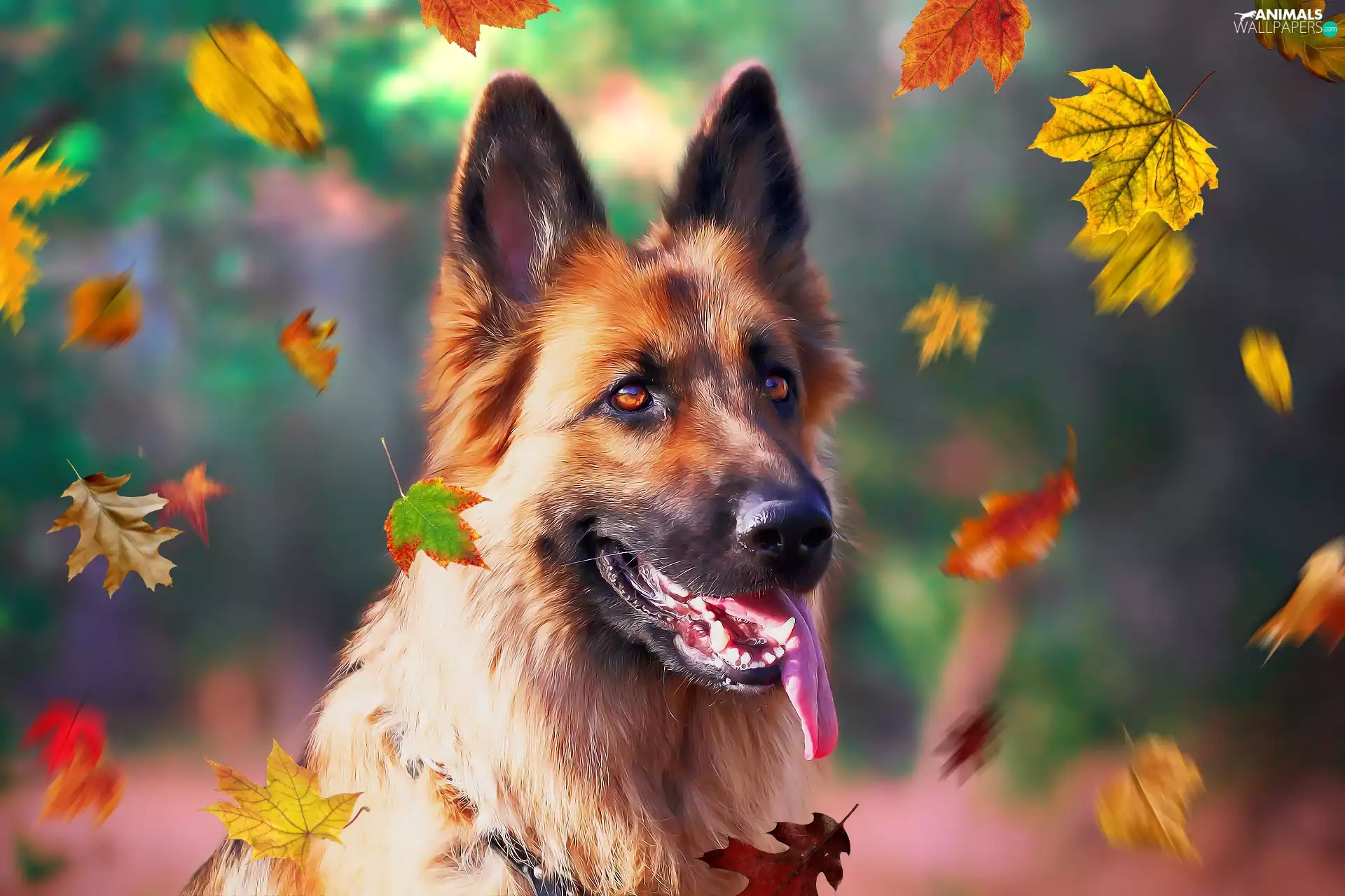 dog, Leaf, graphics, German Shepherd
