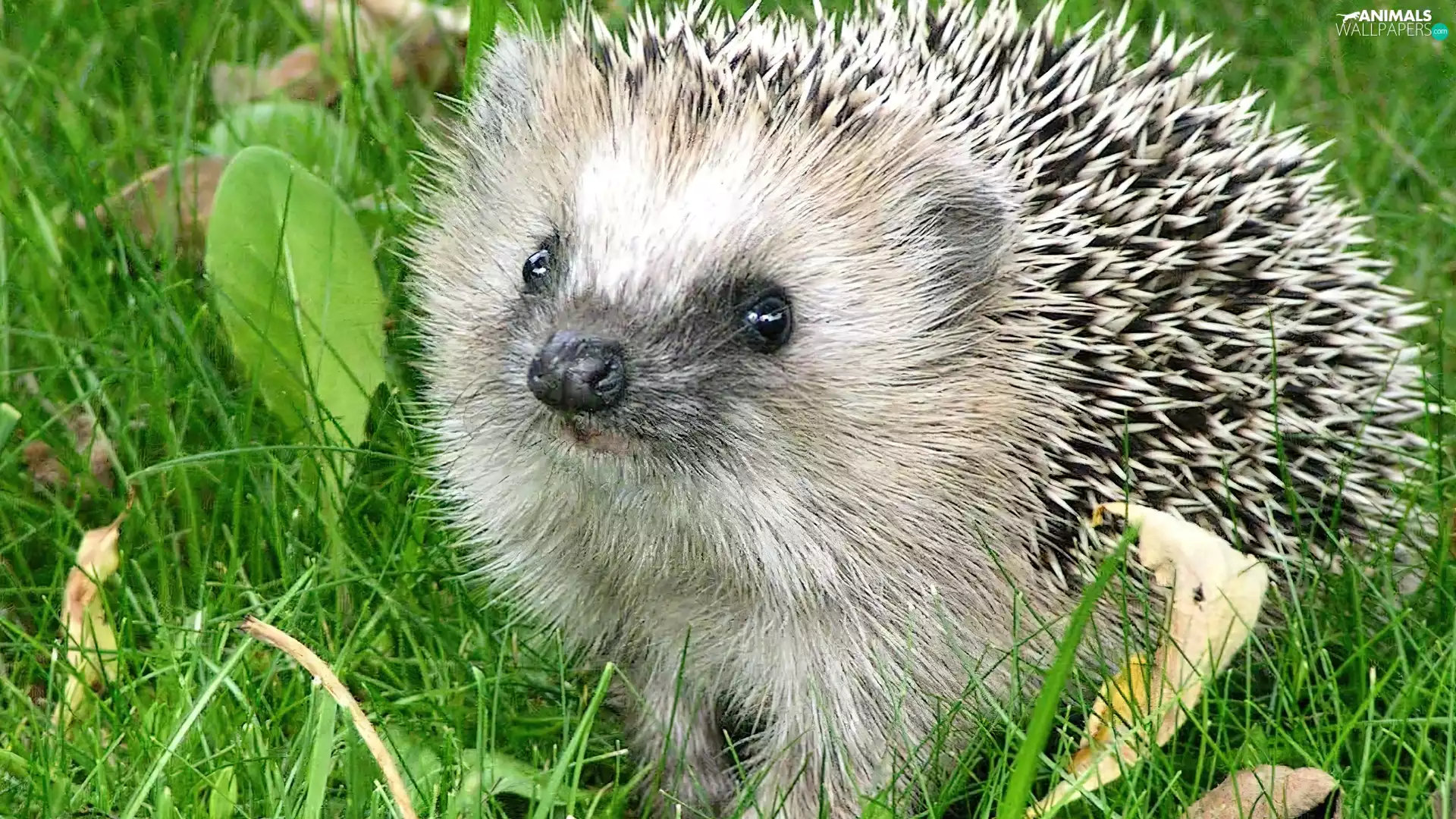 Leaf, hedgehog, grass
