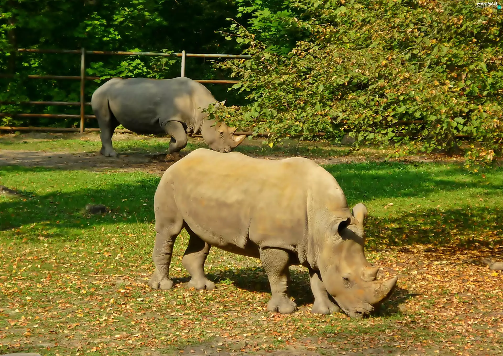 viewes, Leaf, grass, trees, Rhinos