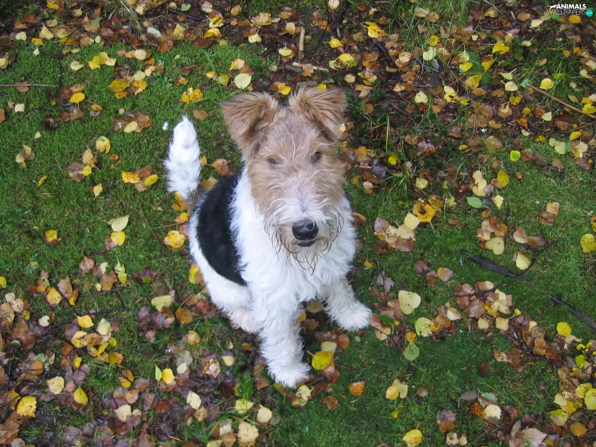 grass, Lakeland Terrier, Leaf