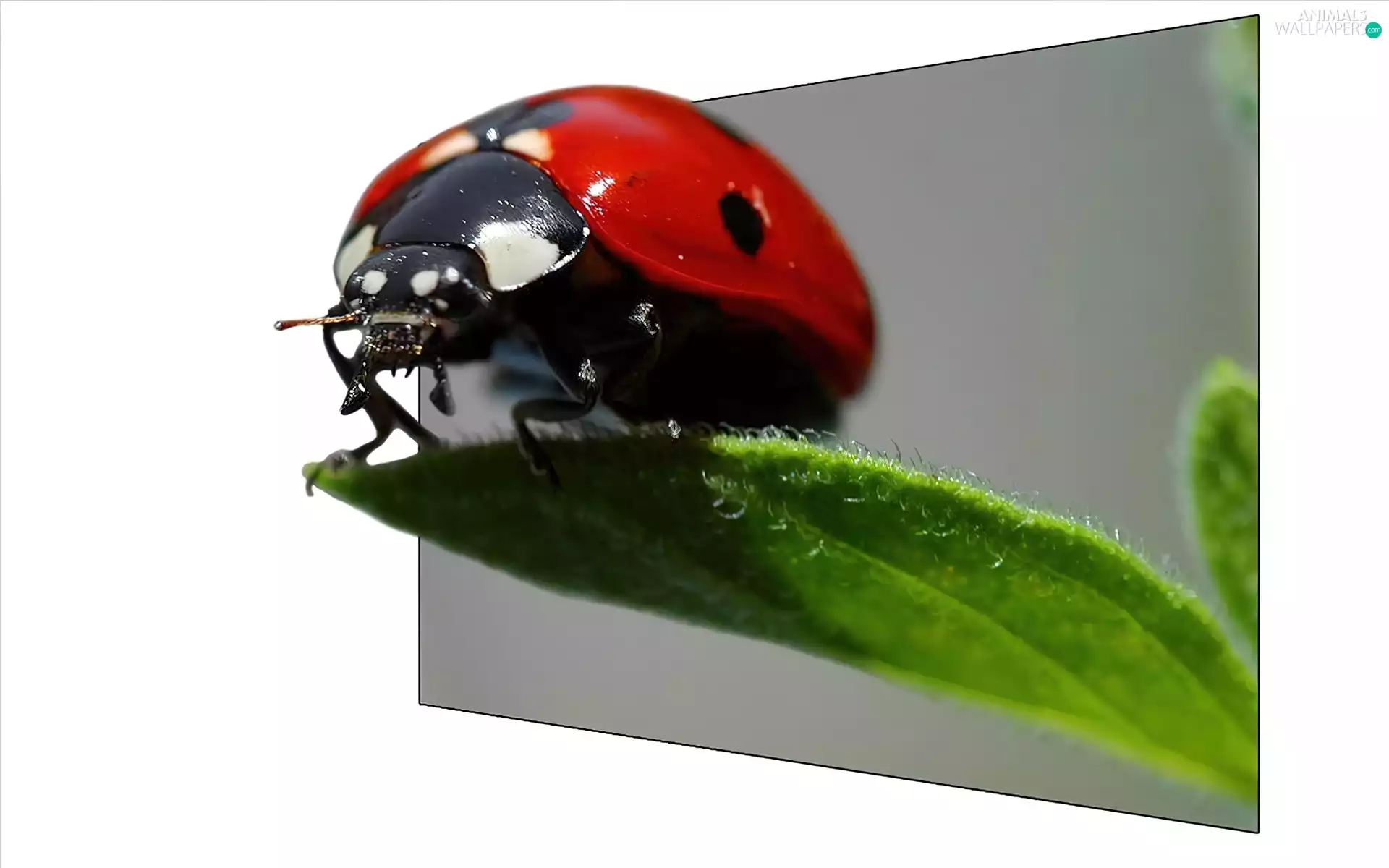 leaf, ladybird, Green