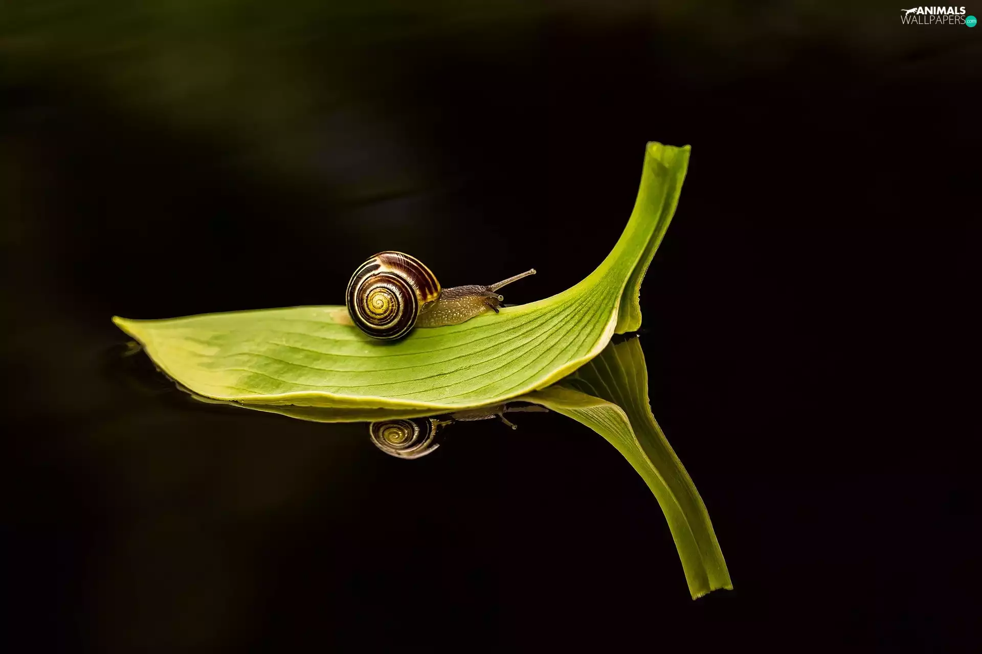 leaf, snail, Green
