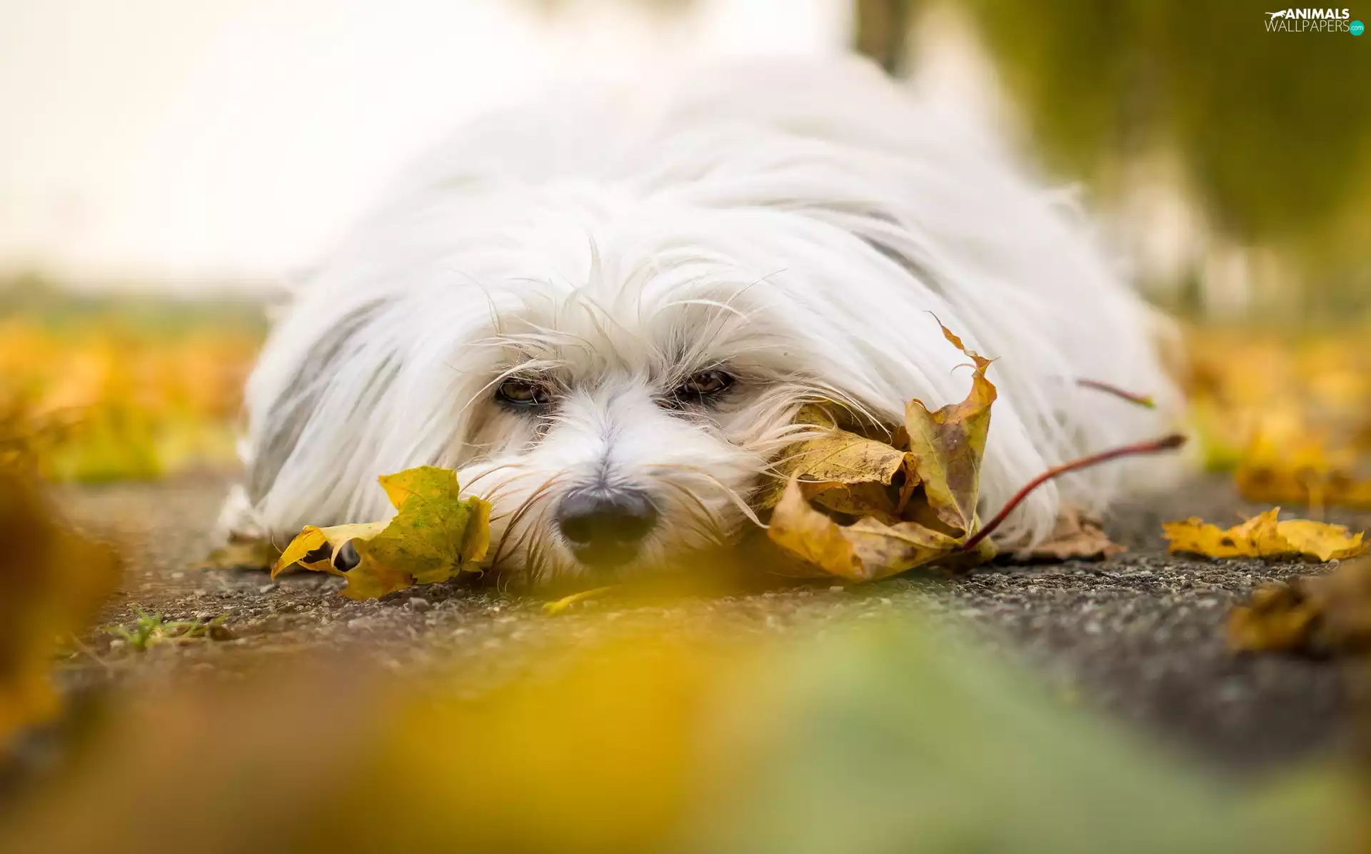 Leaf, lying, Havanese