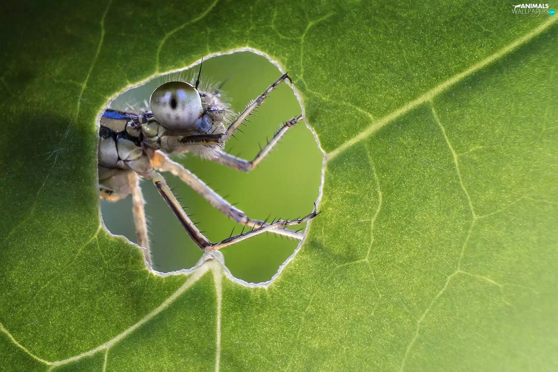 Insect, hole, Close, leaf