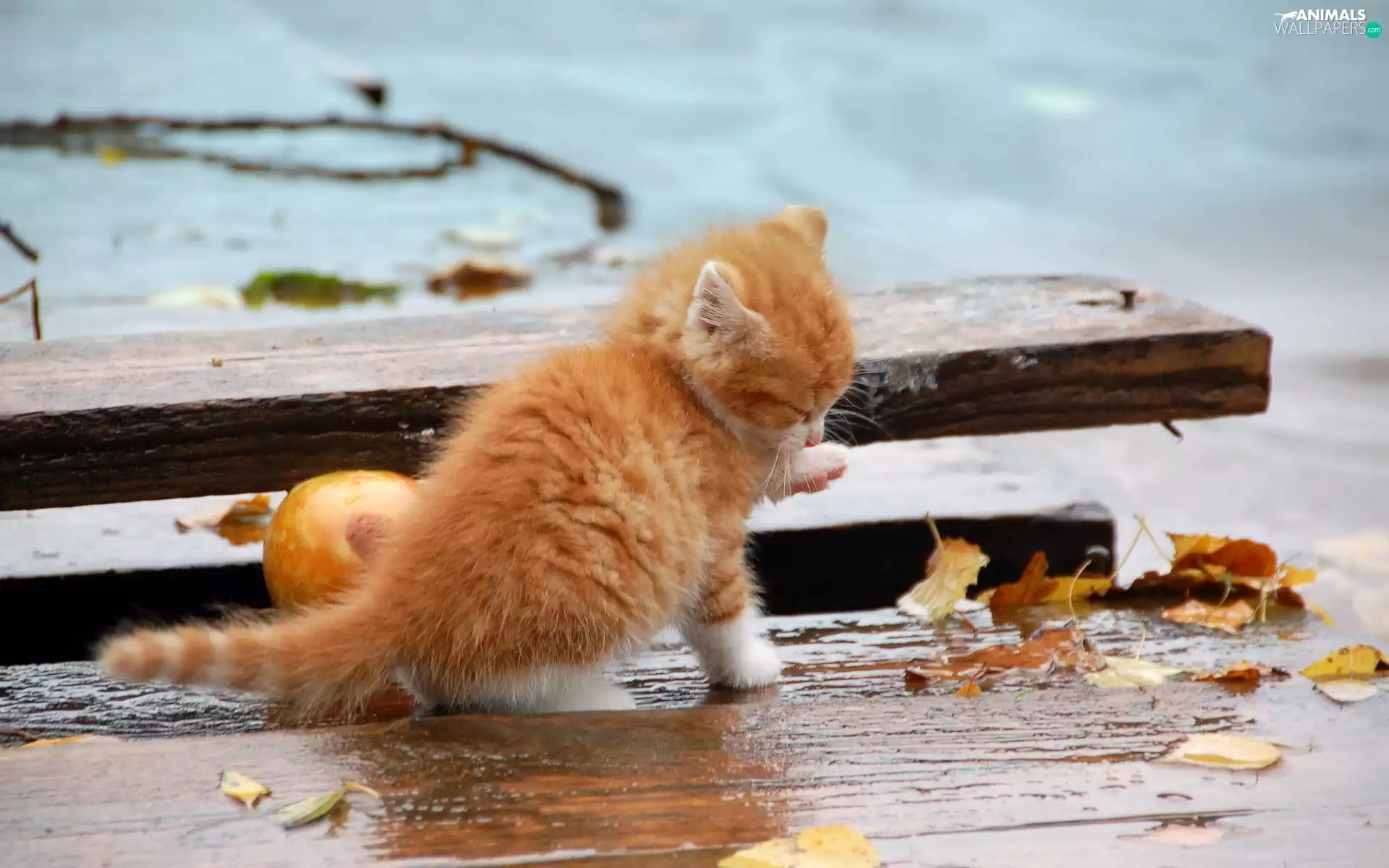 Autumn, Leaf, kitten, board, ginger
