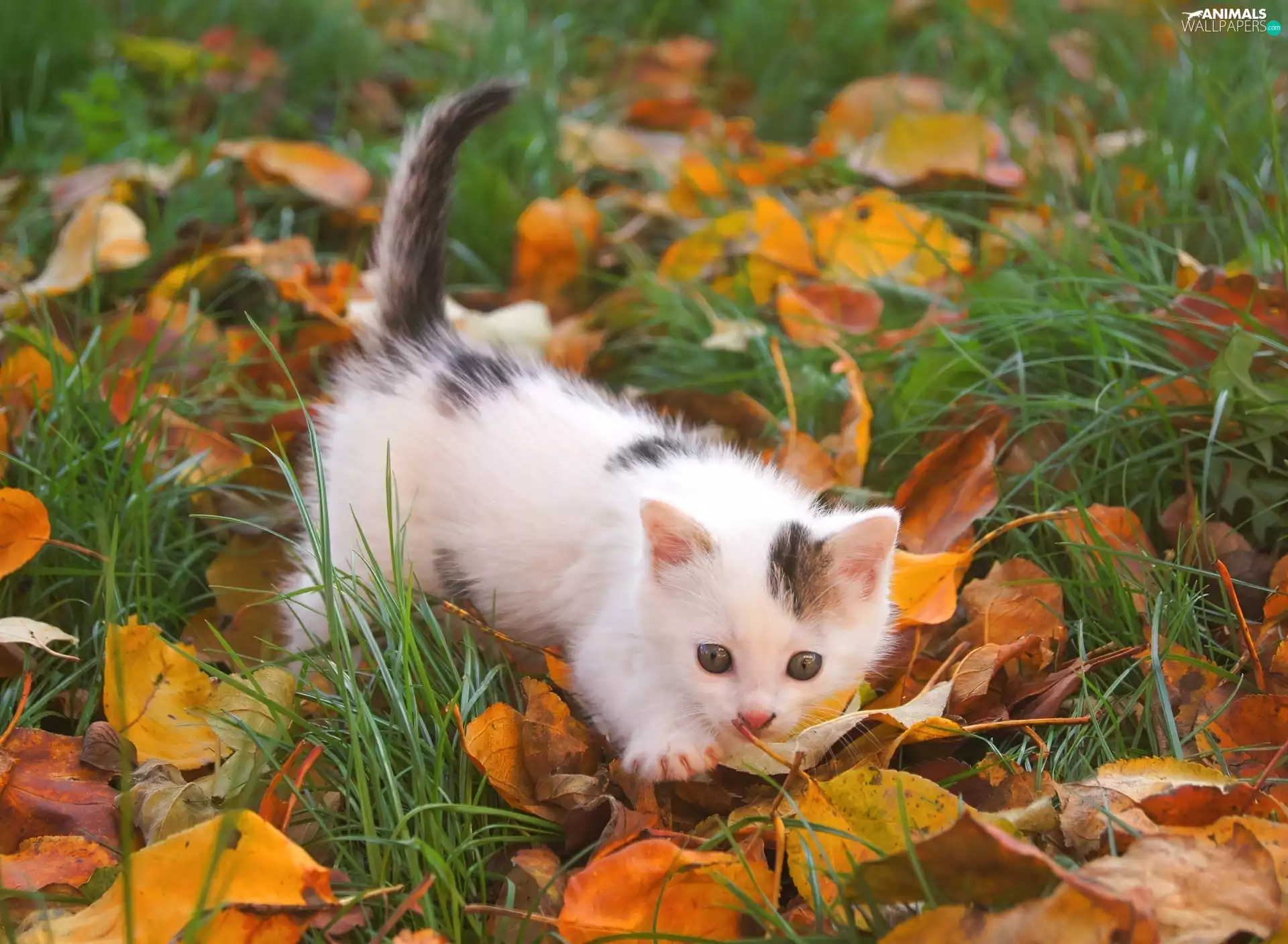 Leaf, small, kitten